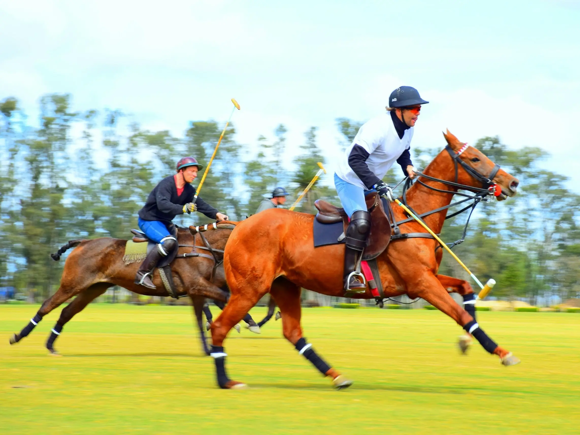 Argentine Polo Pony