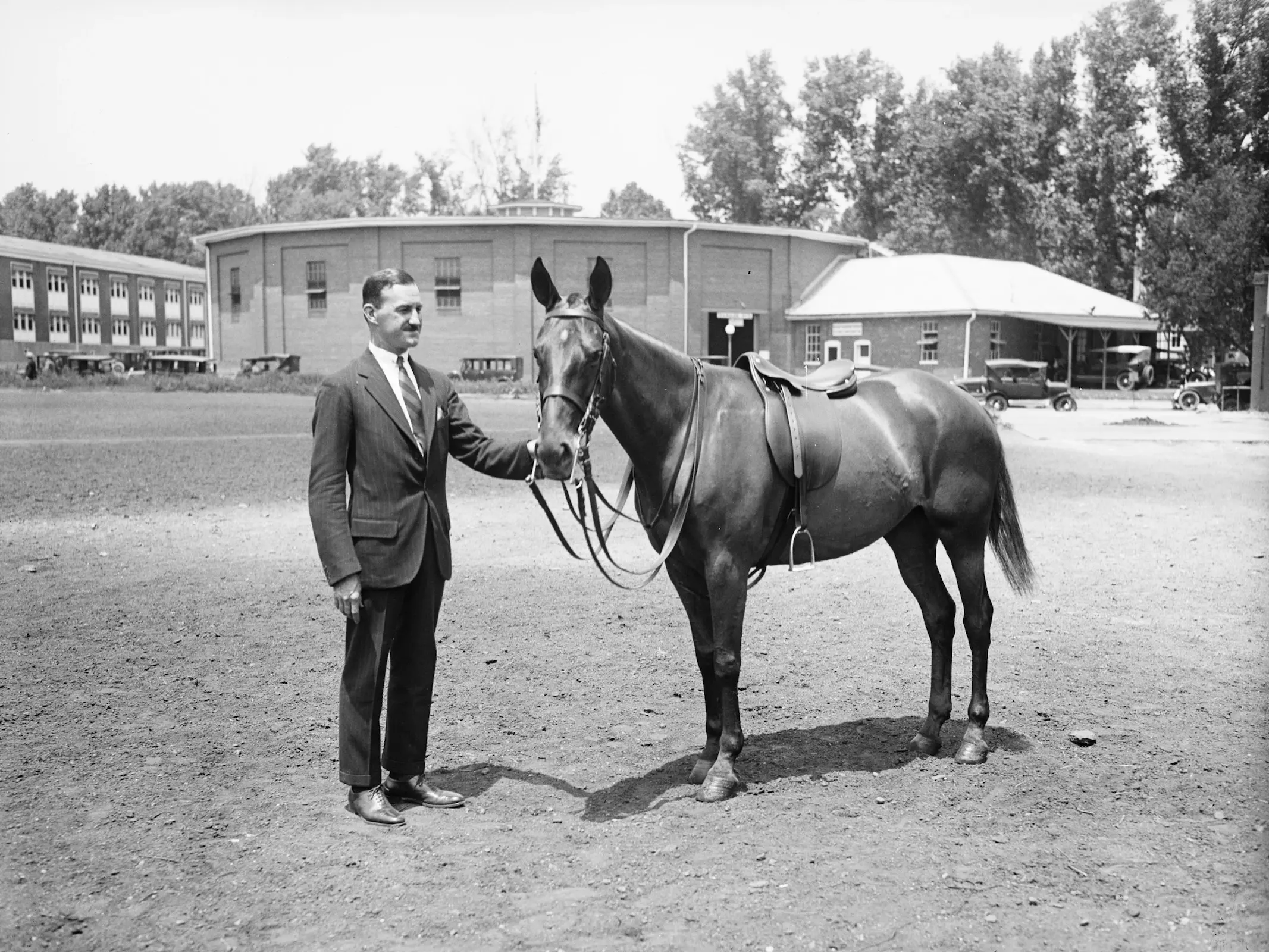 Argentine Polo Pony