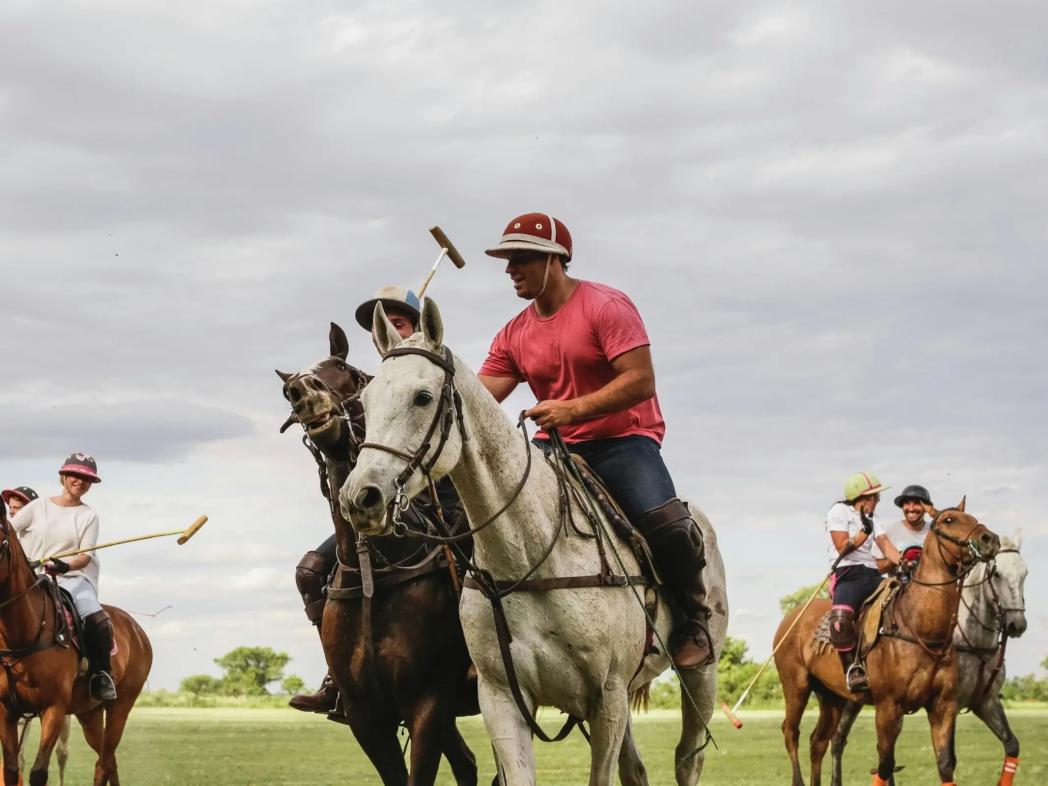 Argentine Polo Pony