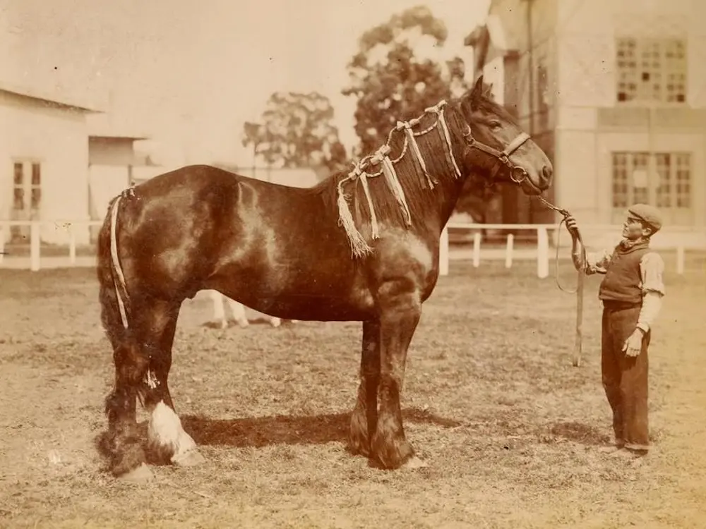 Argentinian Draft Horse