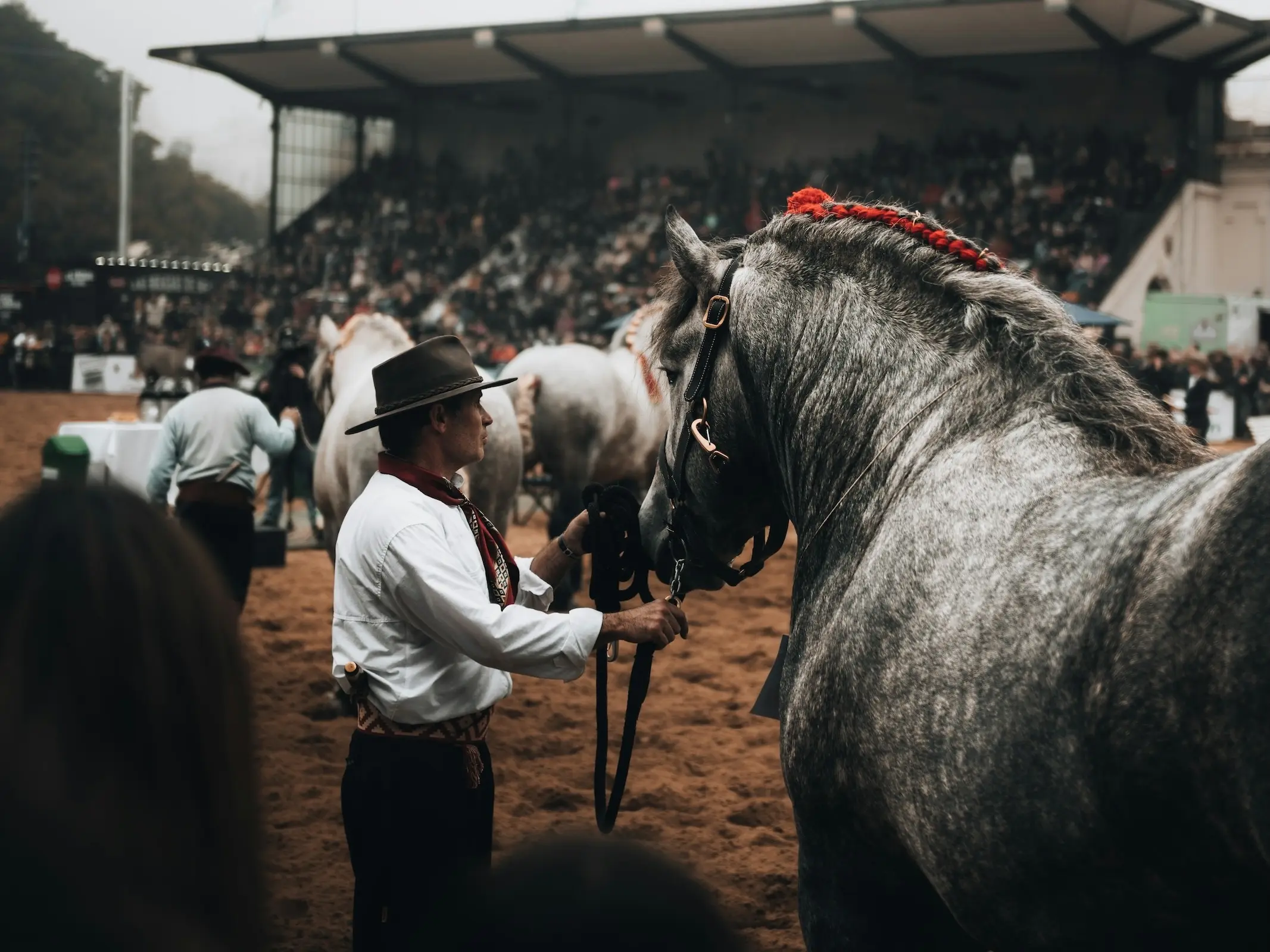 Argentinian Draft Horse
