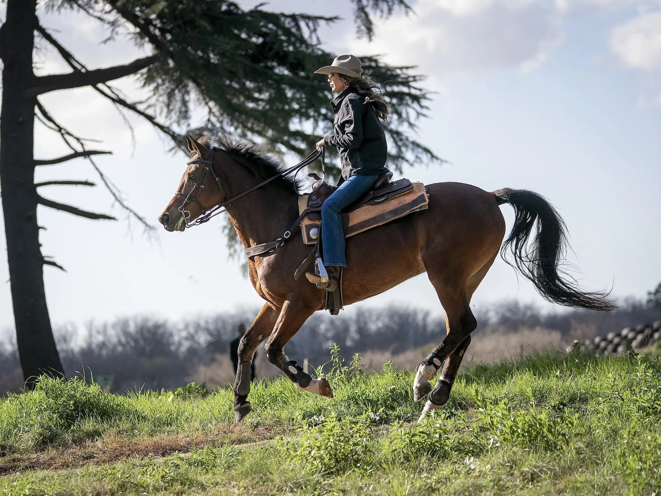 Argentinian Ranch Horse