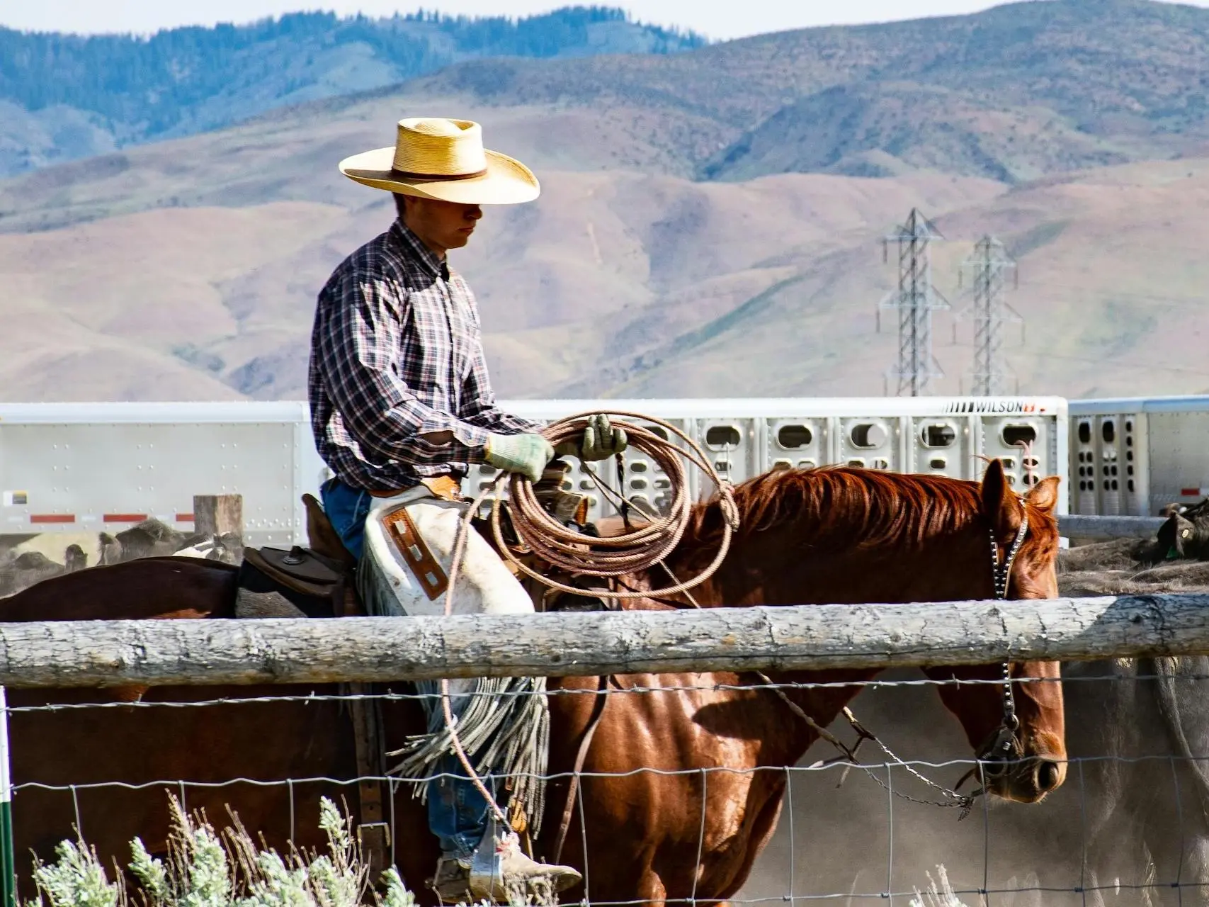 Argentinian Ranch Horse