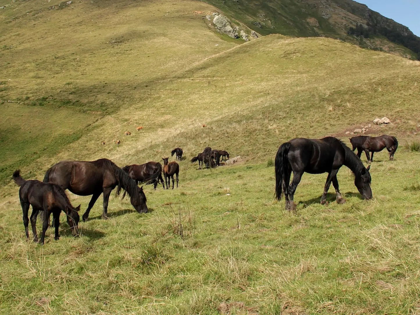 Ariègeois Pony