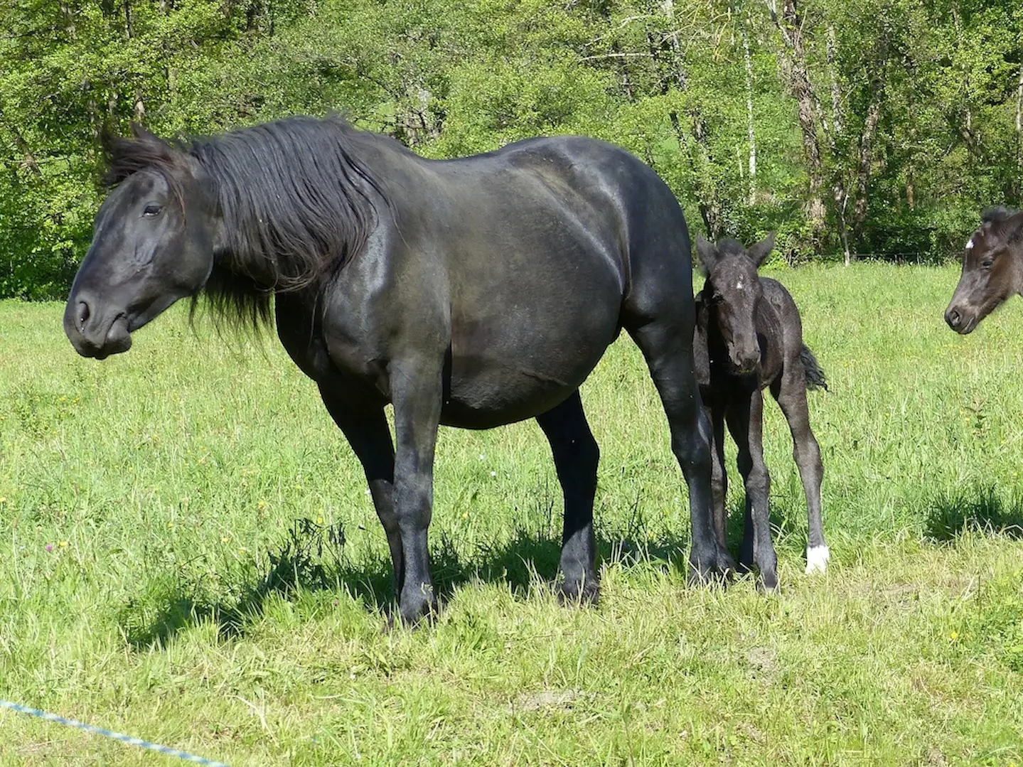 Black Ariegeois horse