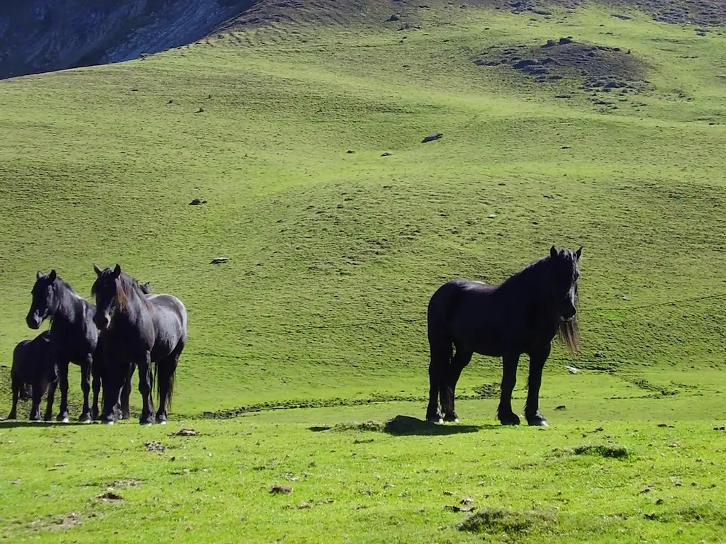 Ariègeois Pony