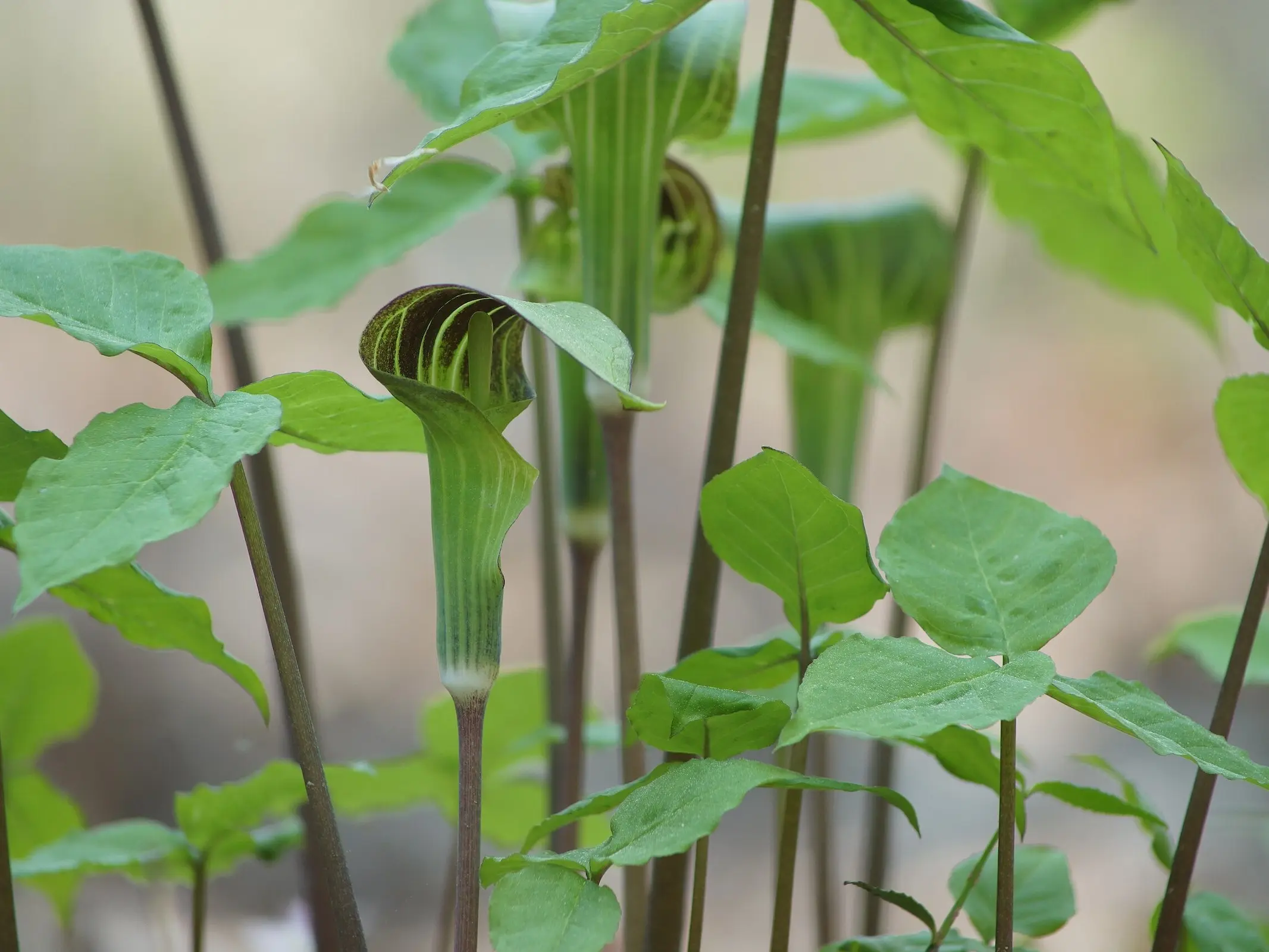 Jack-In-The-Pulpit