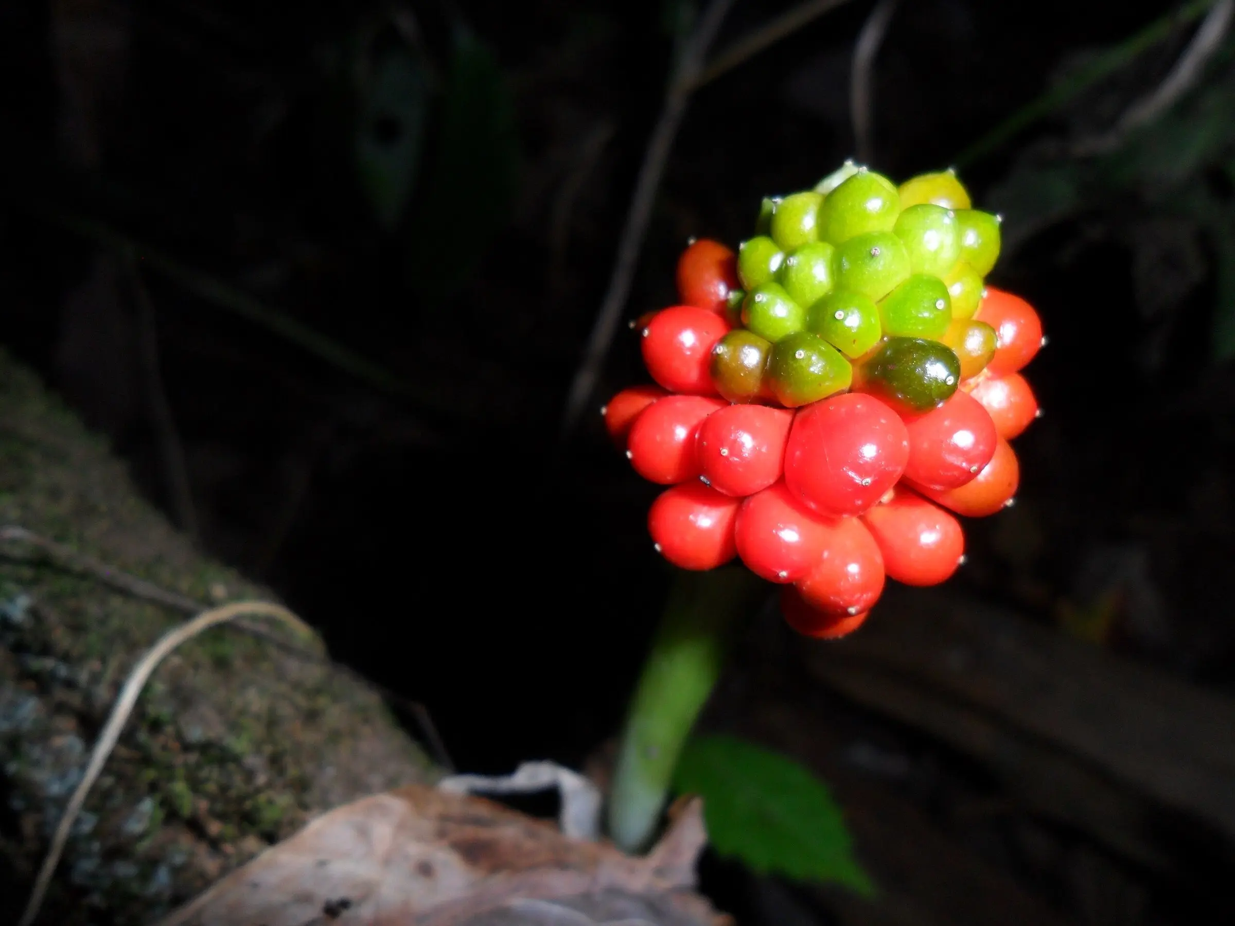 Jack-In-The-Pulpit