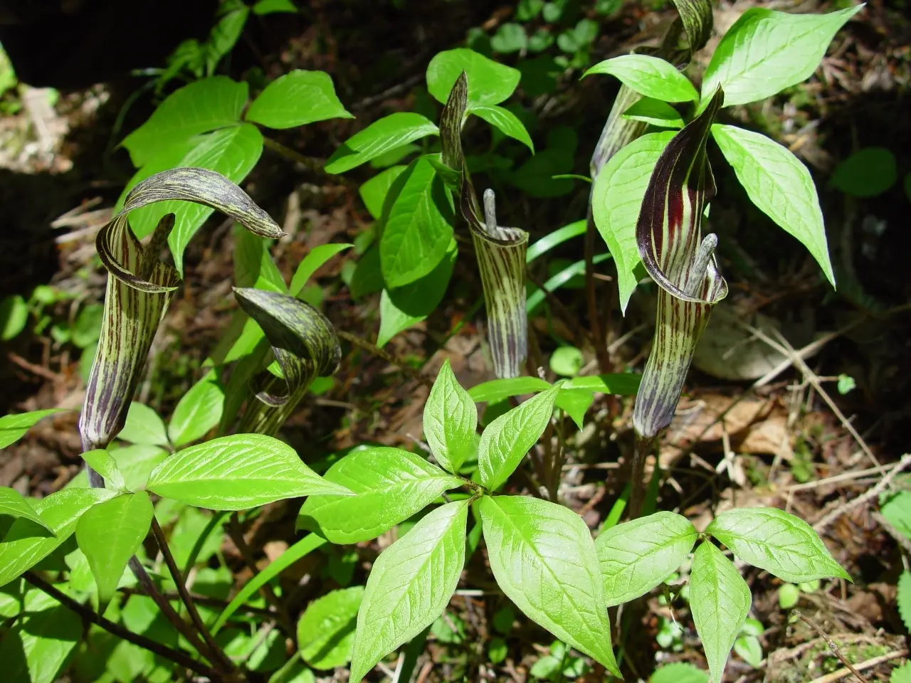 Jack-In-The-Pulpit