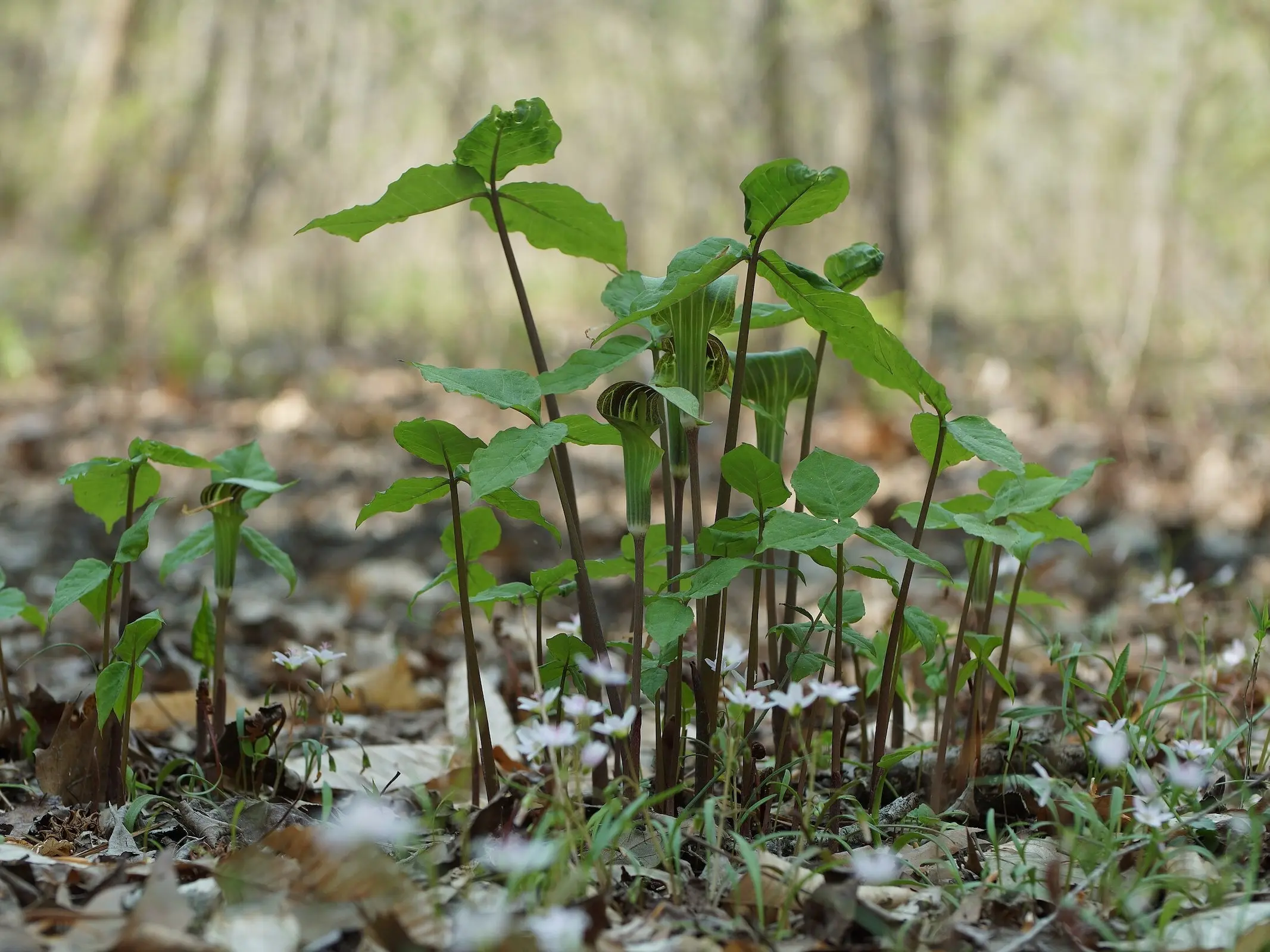 Jack-In-The-Pulpit