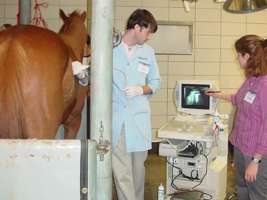 Man doing an ultrasound on a horse