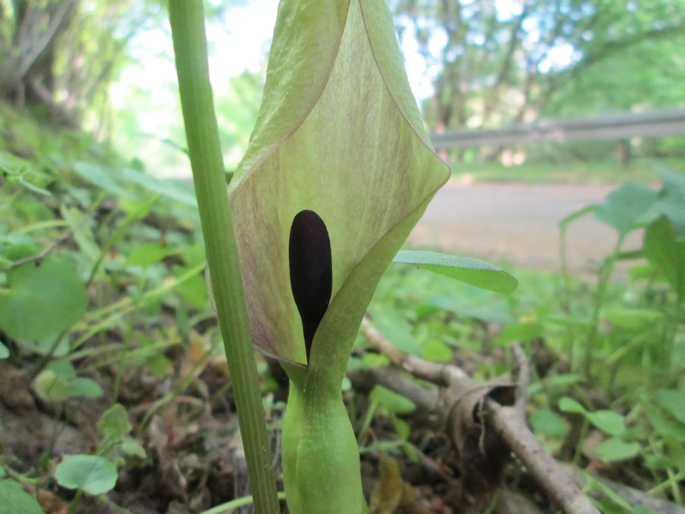 Cuckoo Pint