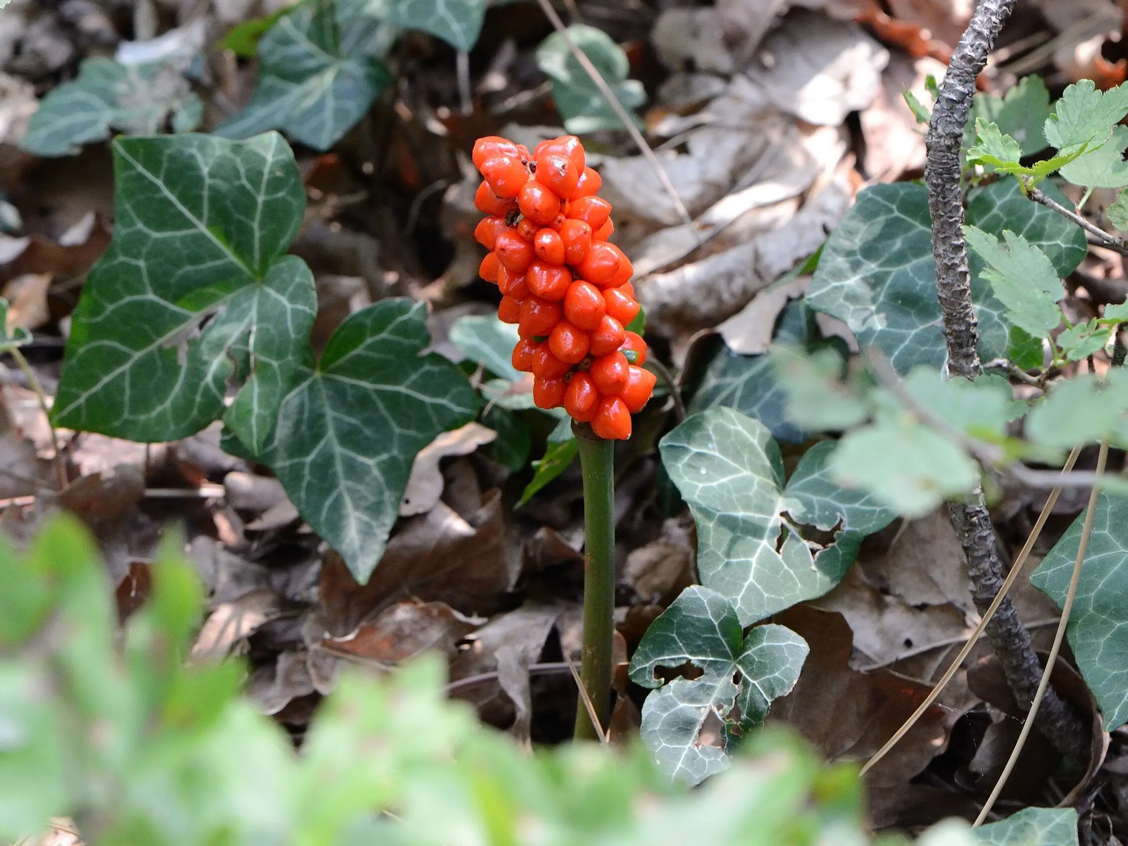 Cuckoo Pint