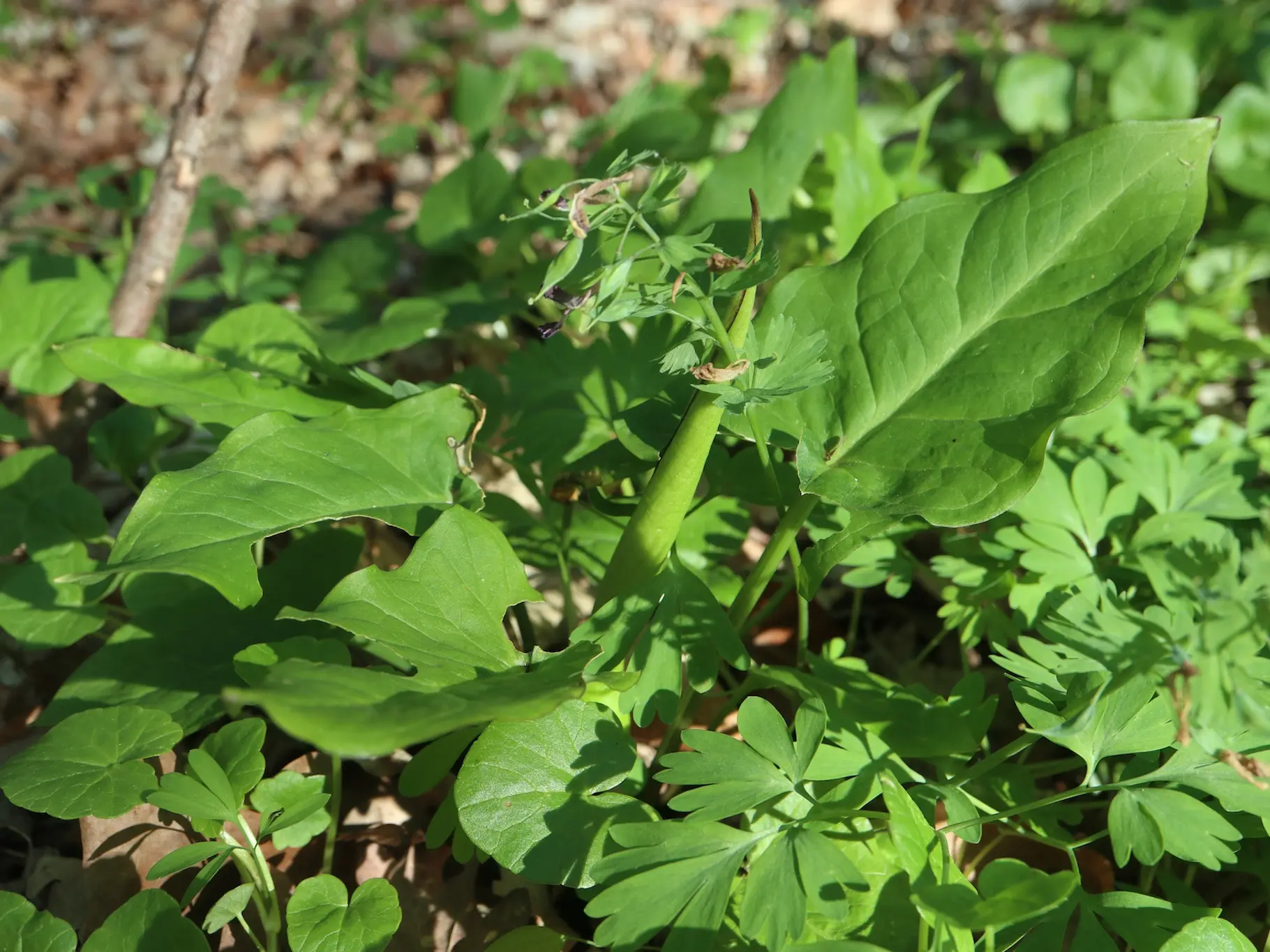 Cuckoo Pint