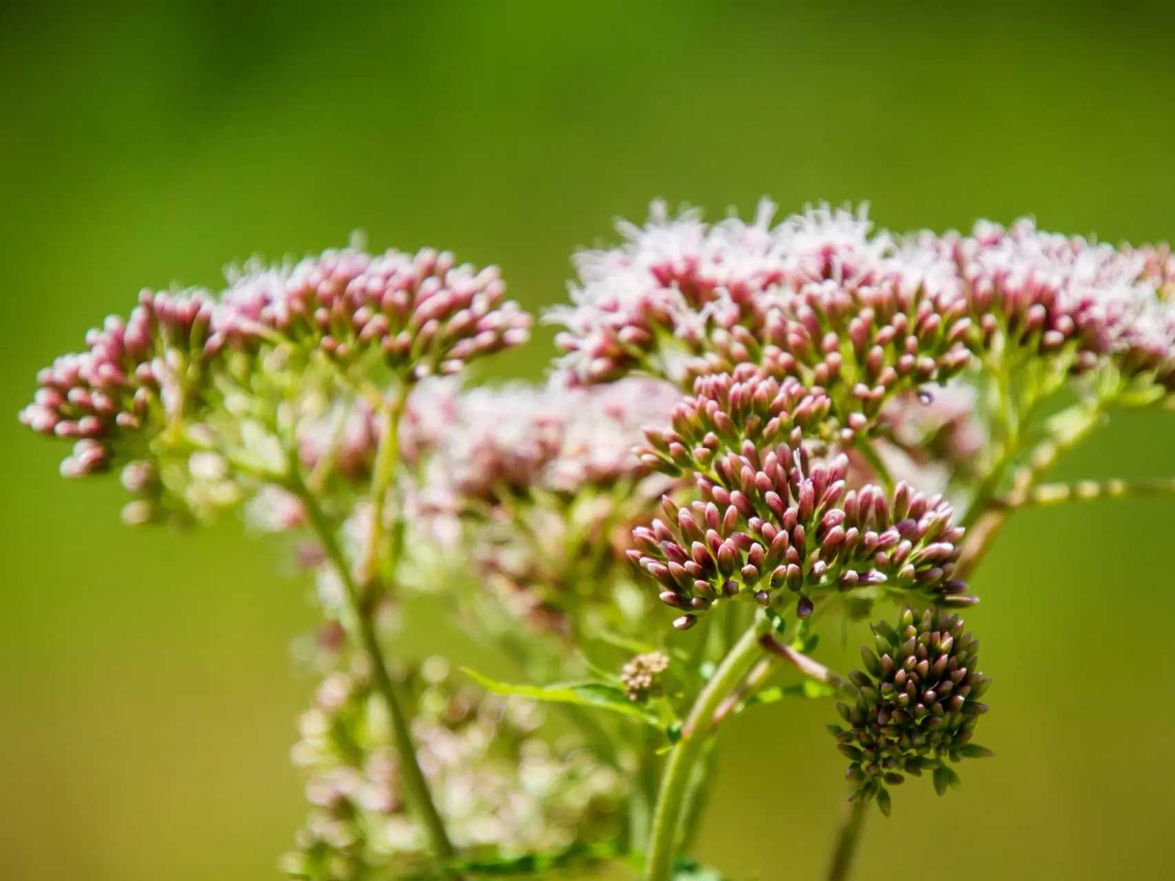 Butterfly Flower