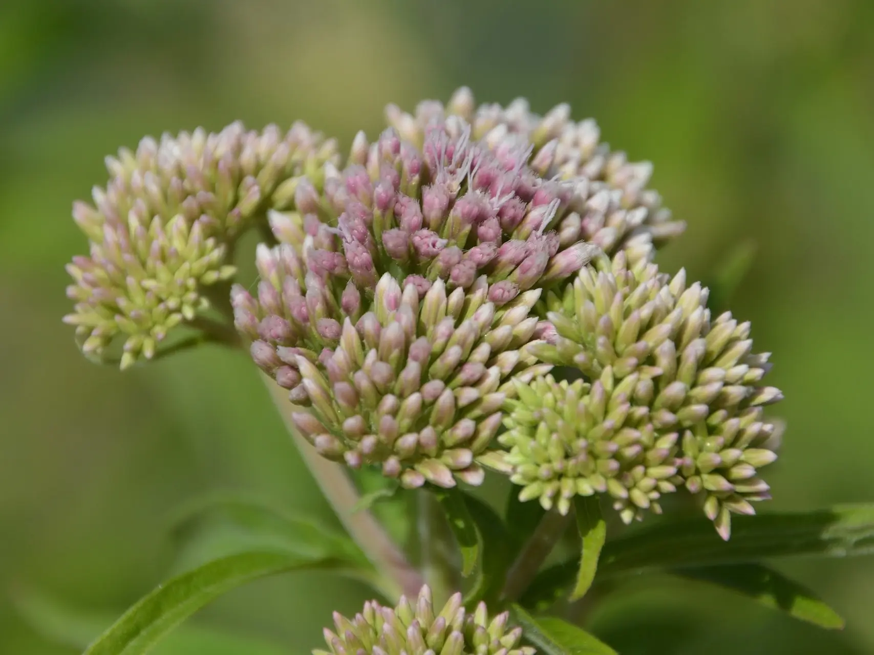 Milkweed