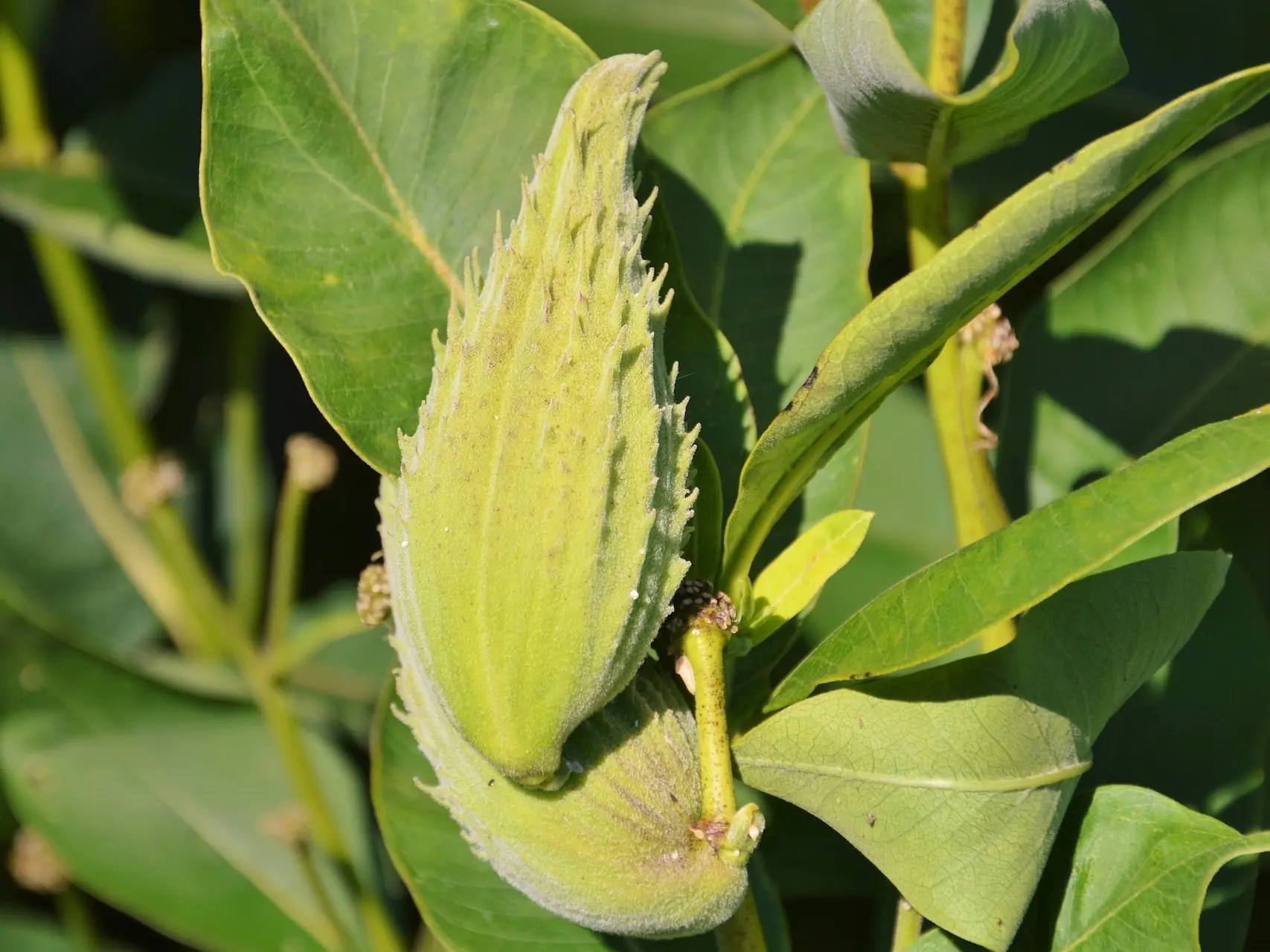 Milkweed