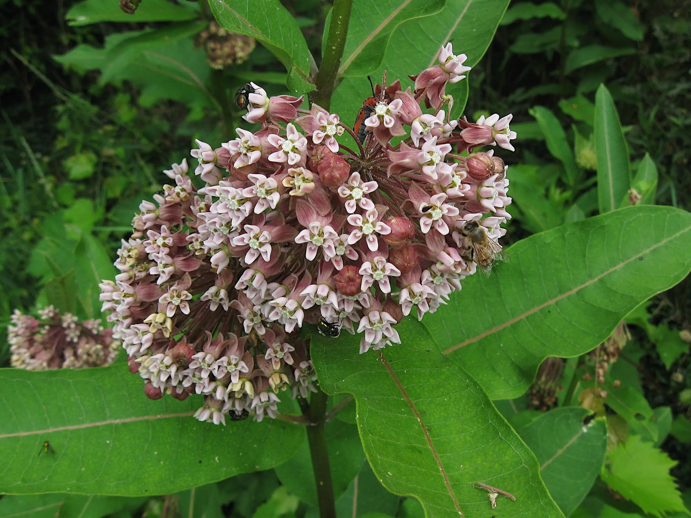 Milkweed