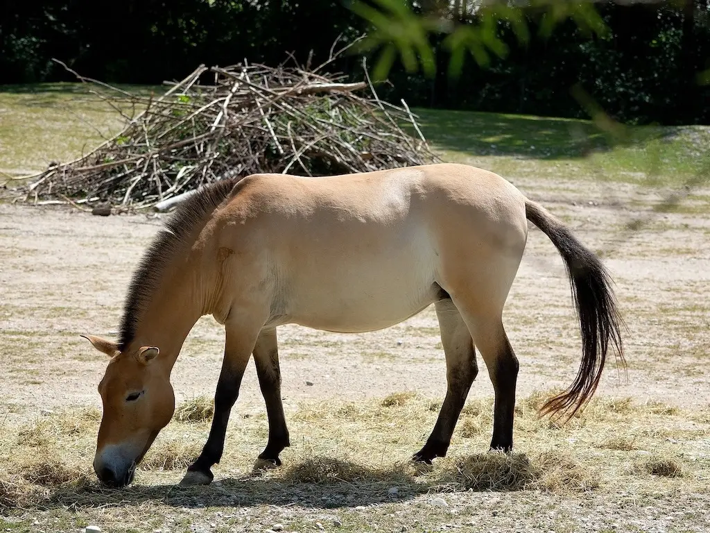 Asiatic Wild Horse