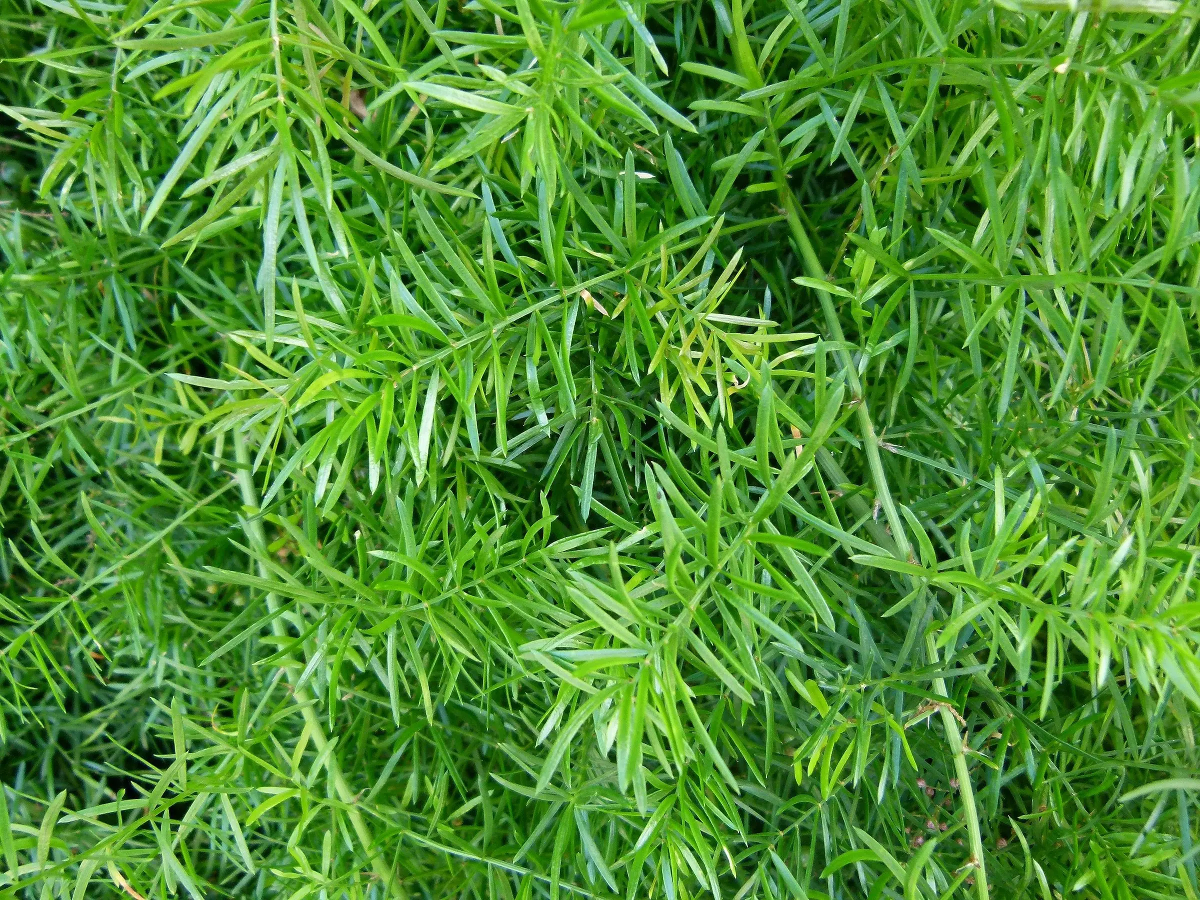 Emerald Feather Fern