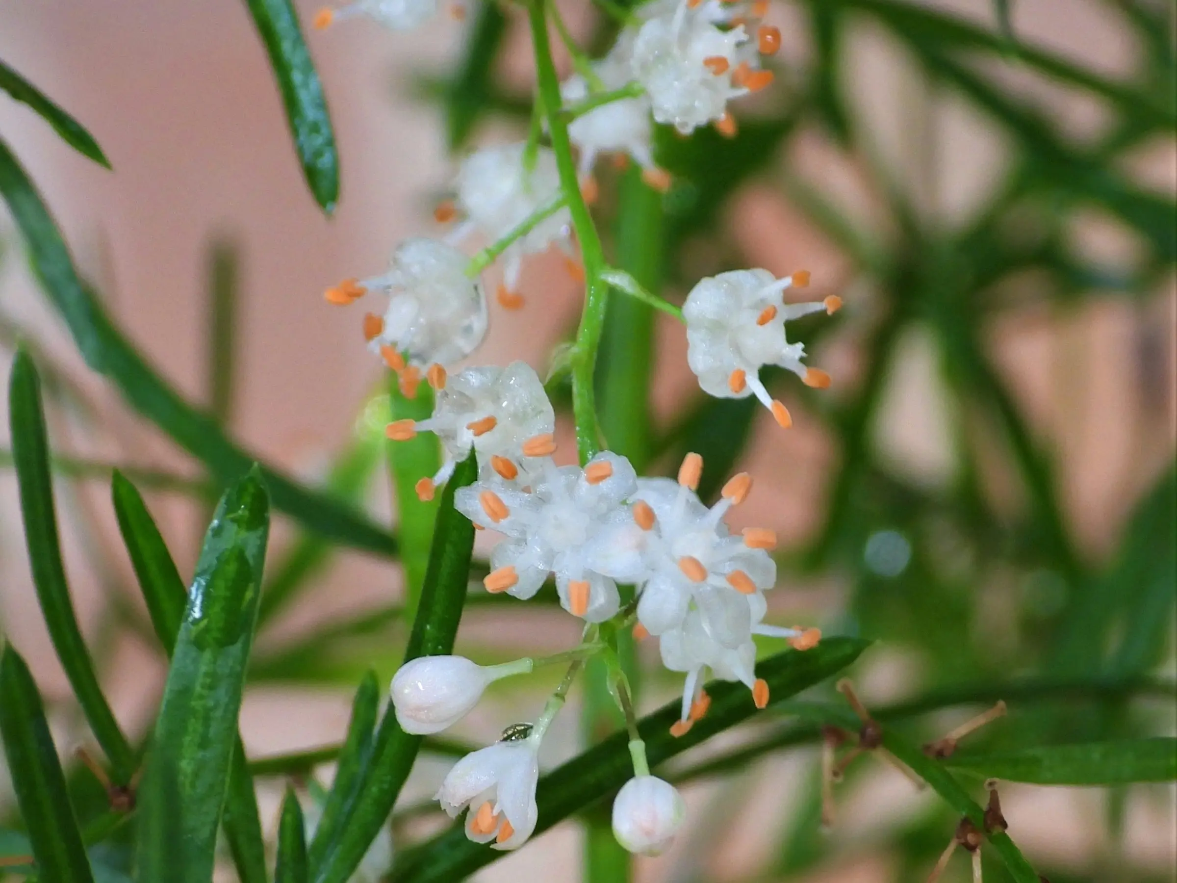 Asparagus Fern