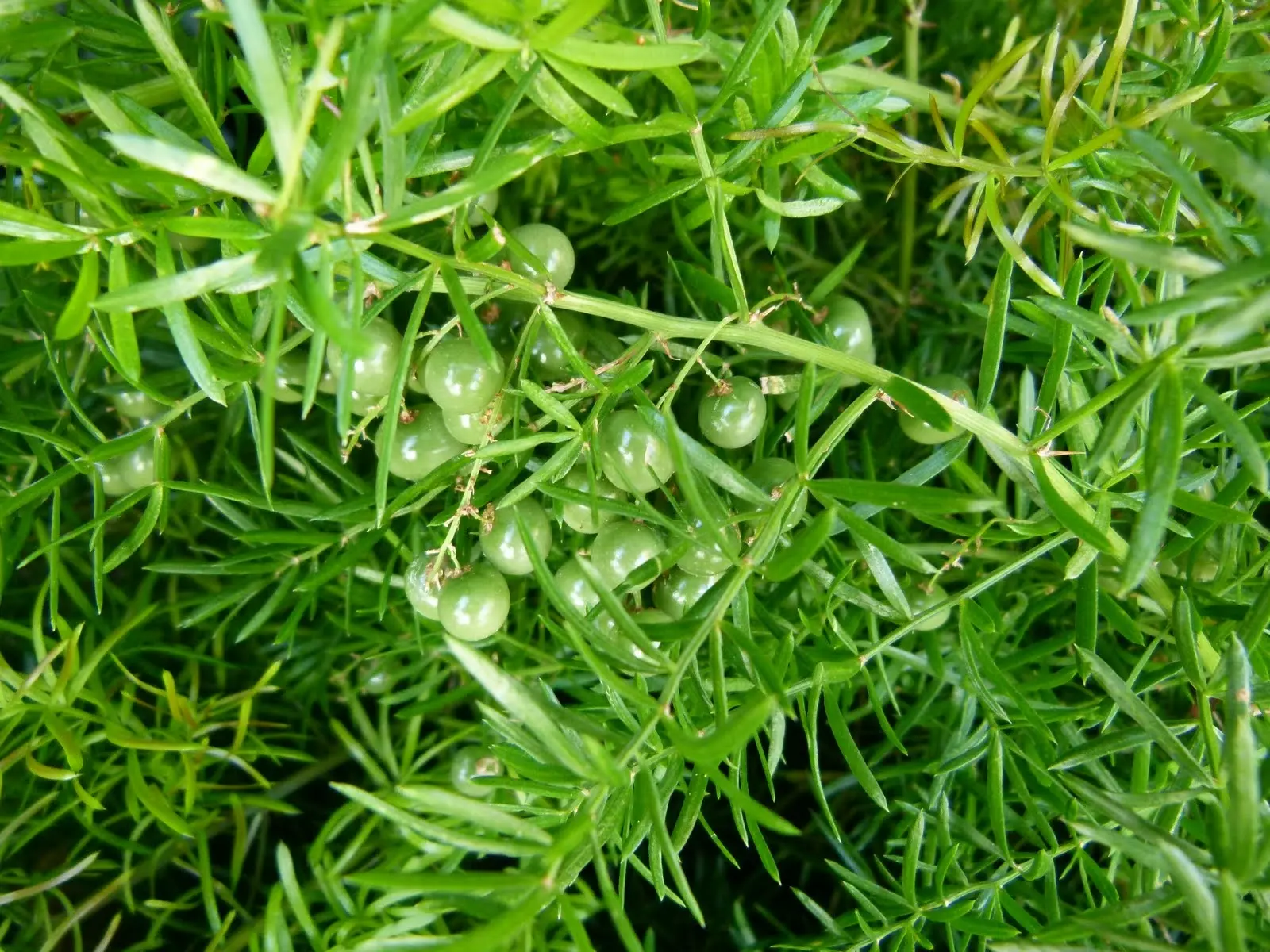 Asparagus Fern