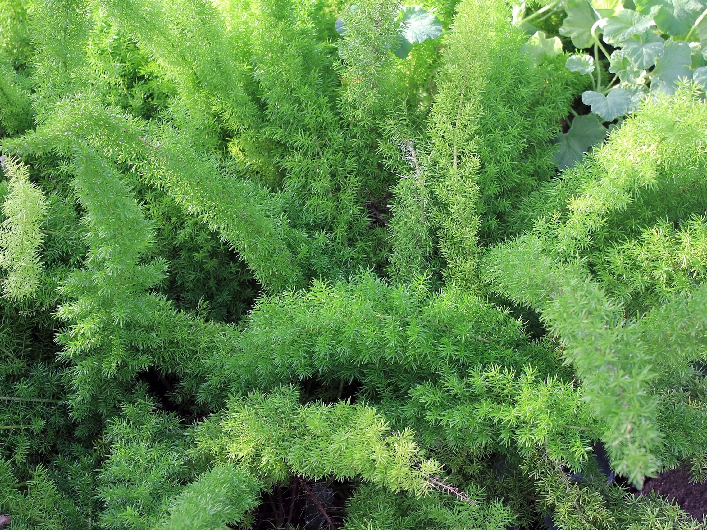 Asparagus Fern