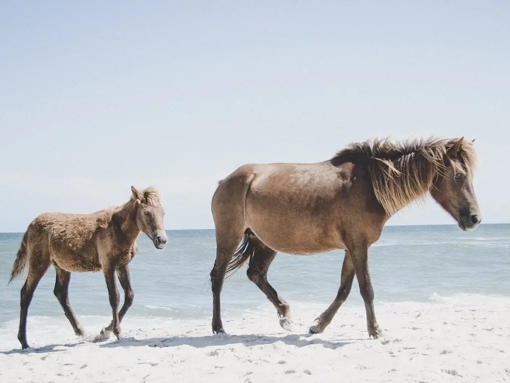 Assateague Pony