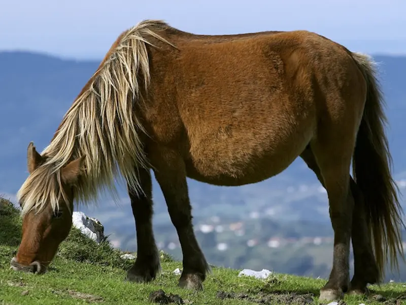 Rare Horse Breed of the Week