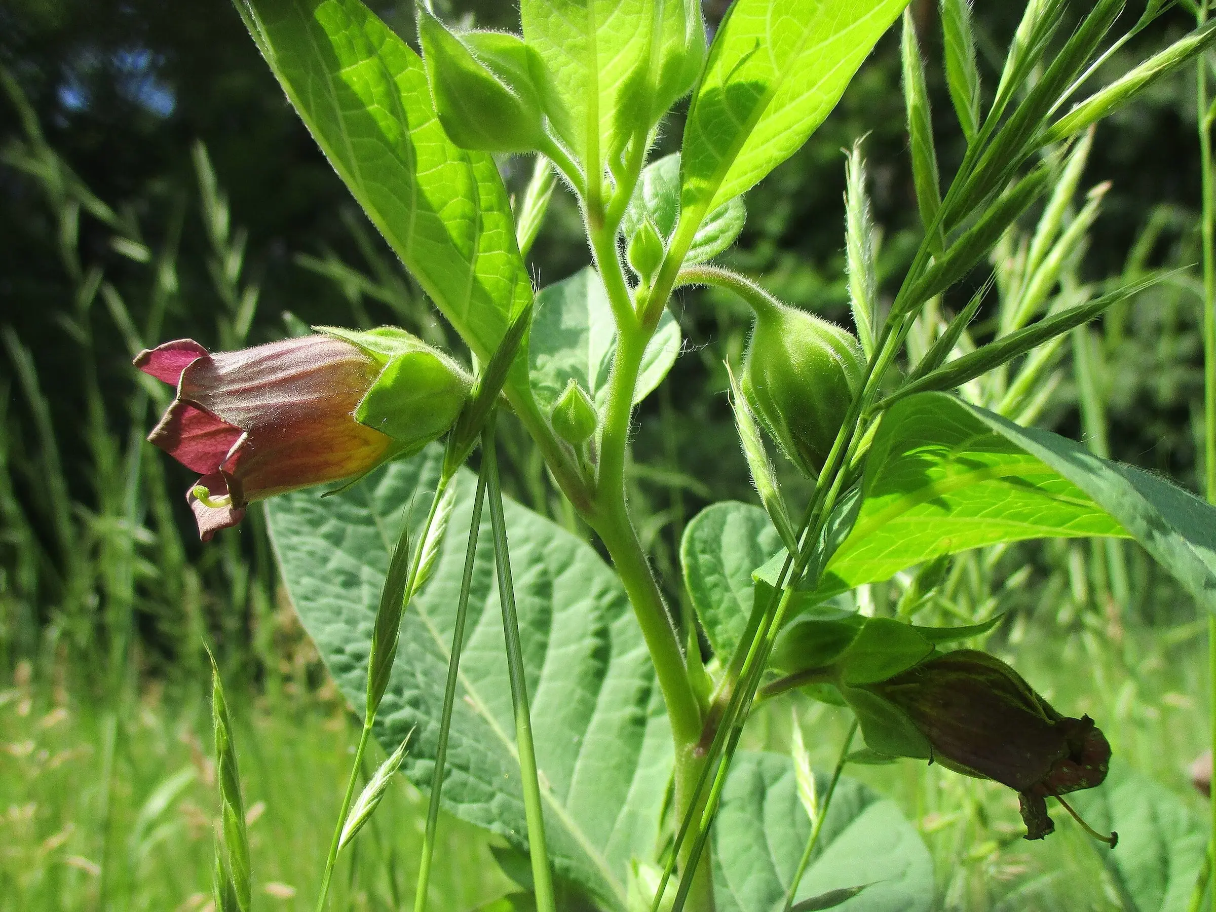 Bittersweet Nightshade