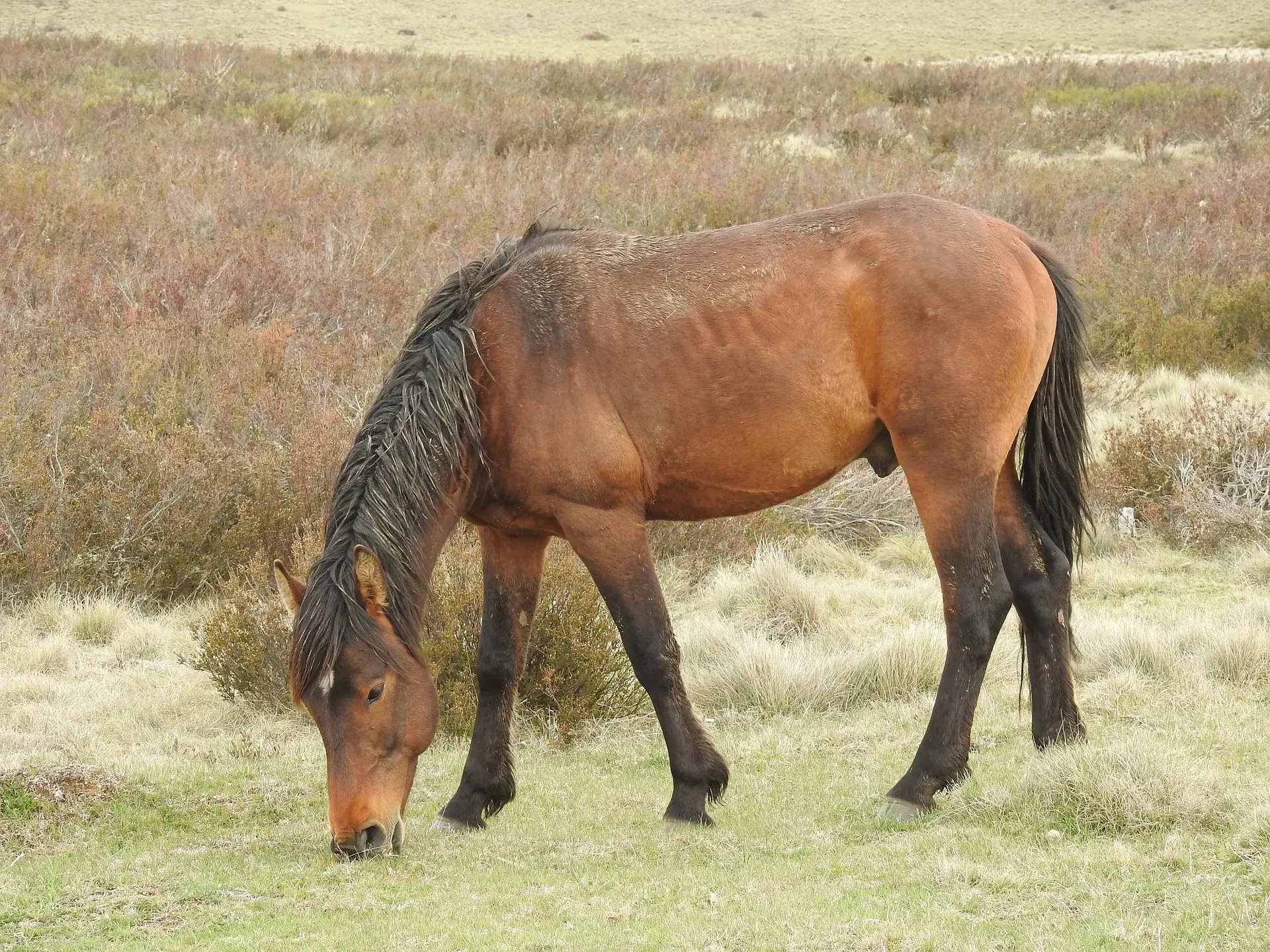 Australian Brumby Horse