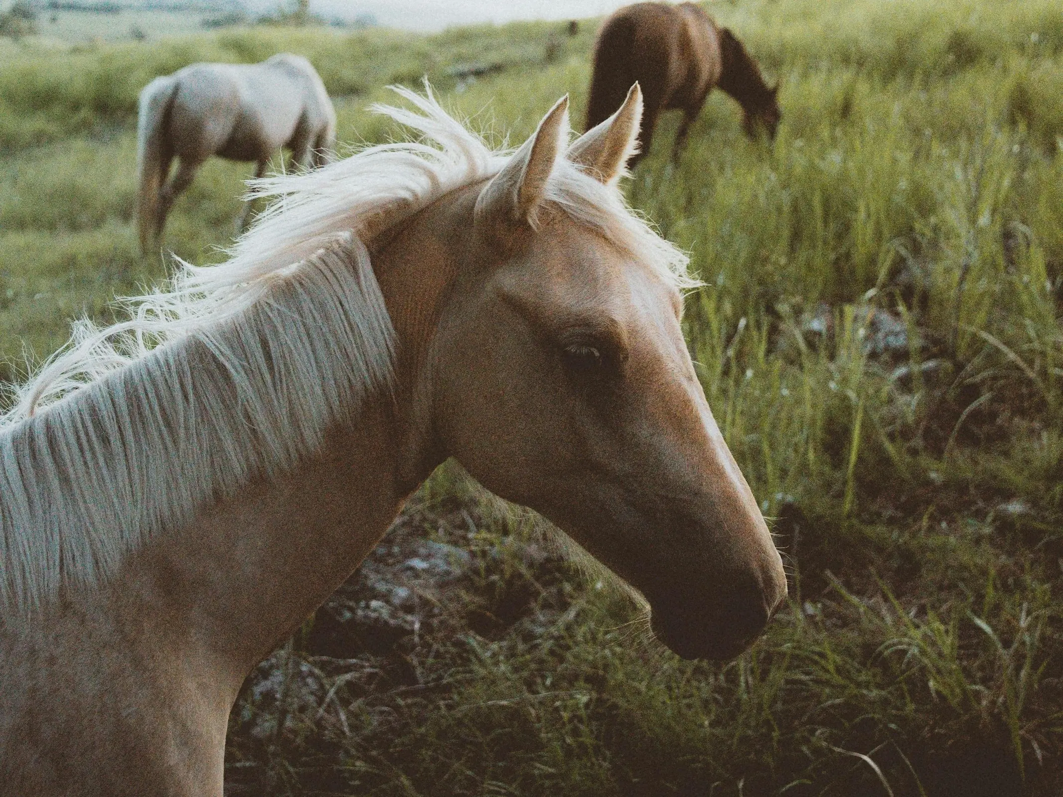 Australian Brumby Horse