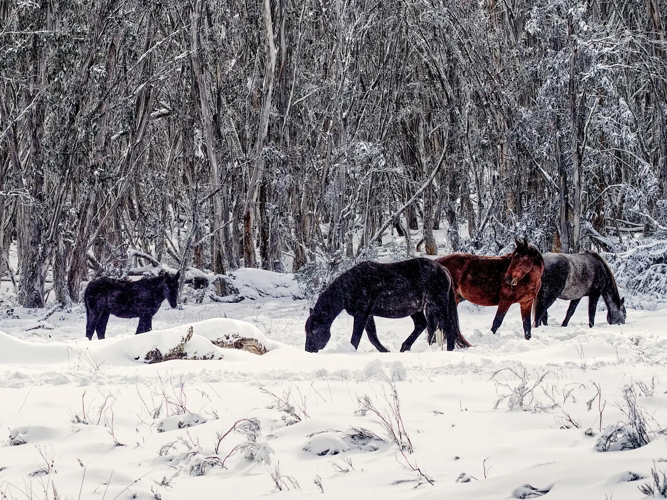Australian Brumby Horse