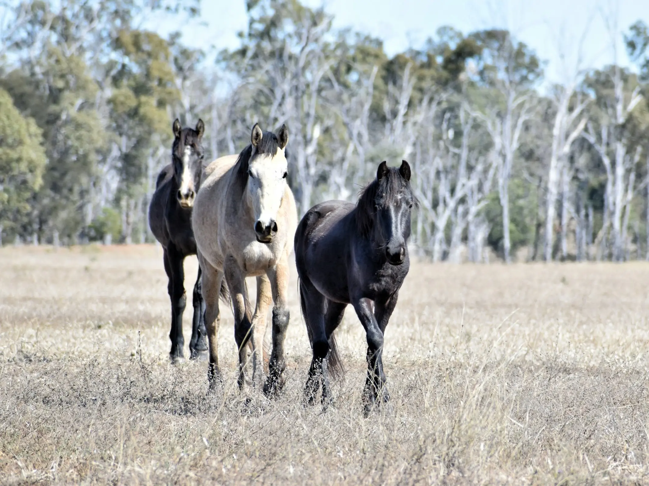 Australian Brumby Horse