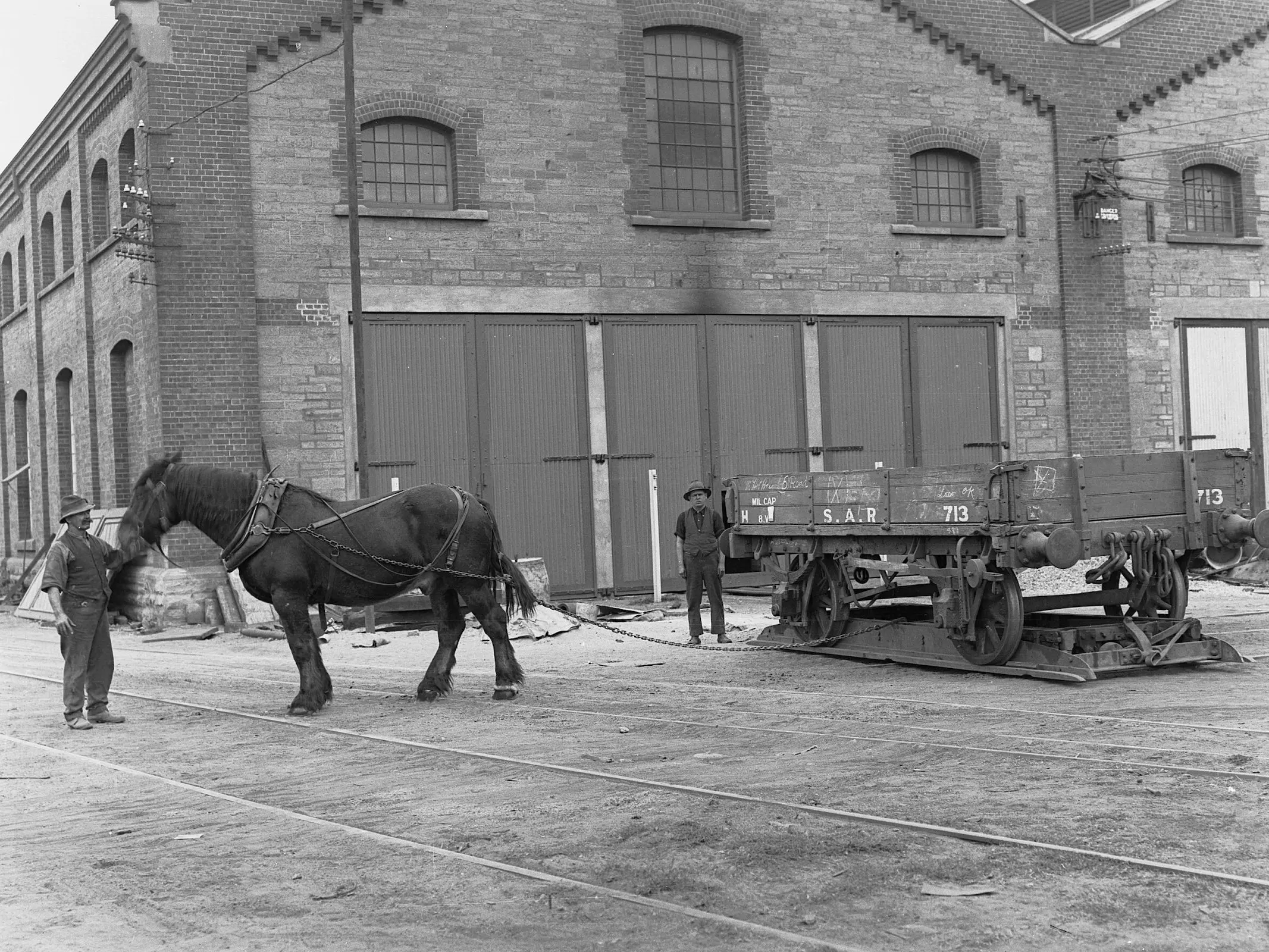 Australian Draught Horse