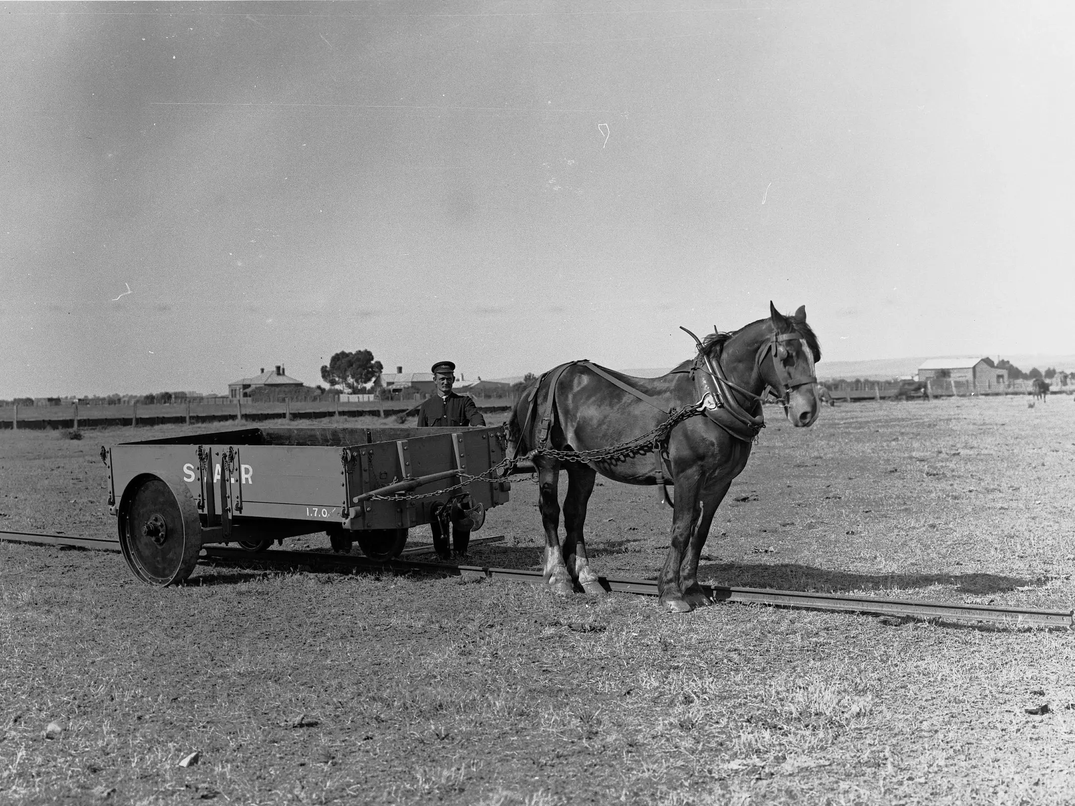 Australian Draught Horse