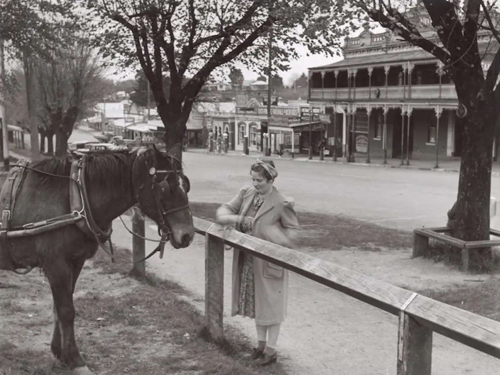 Australian Draught Horse