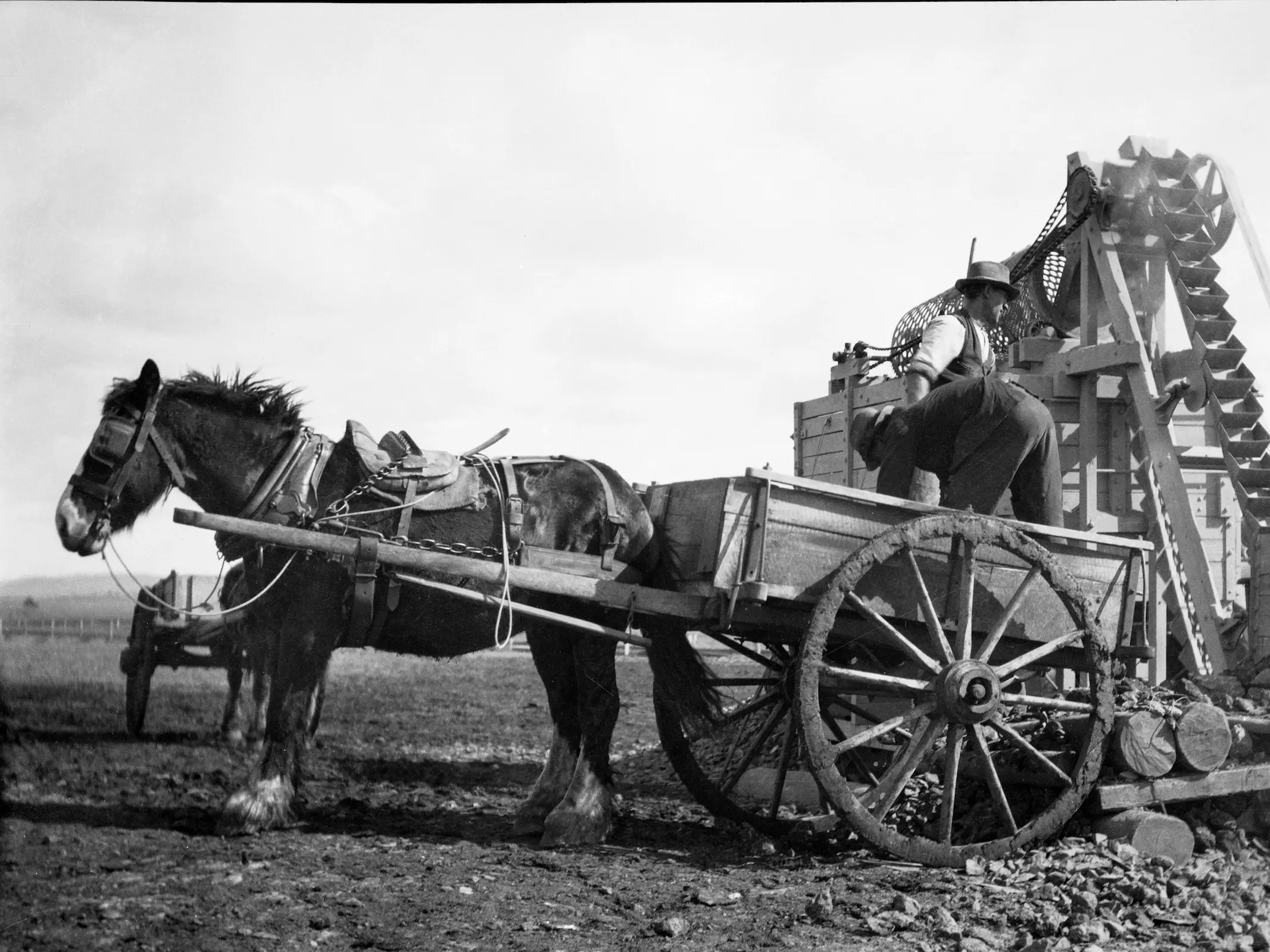 Australian Draught Horse