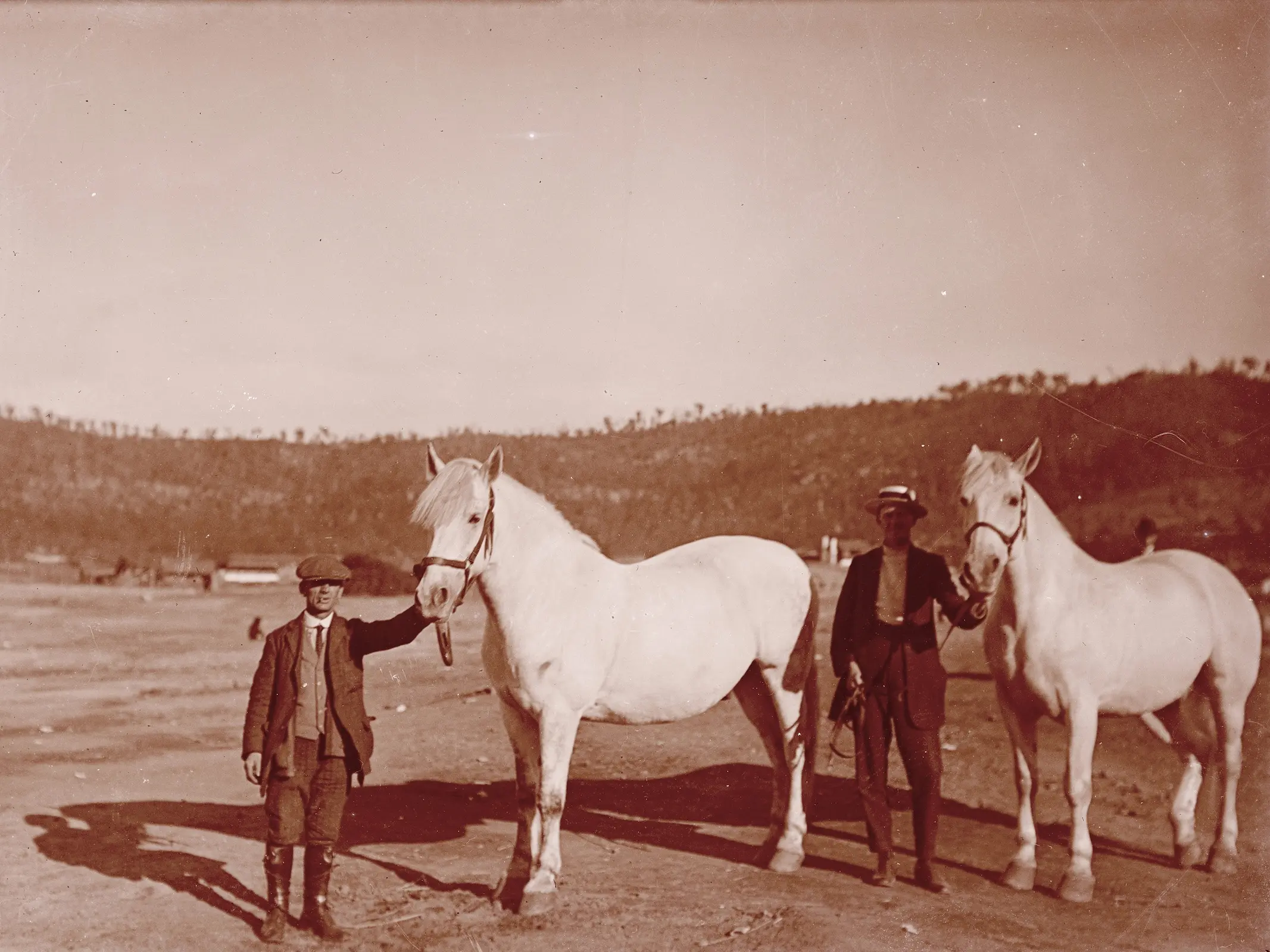 Australian Draught Horse