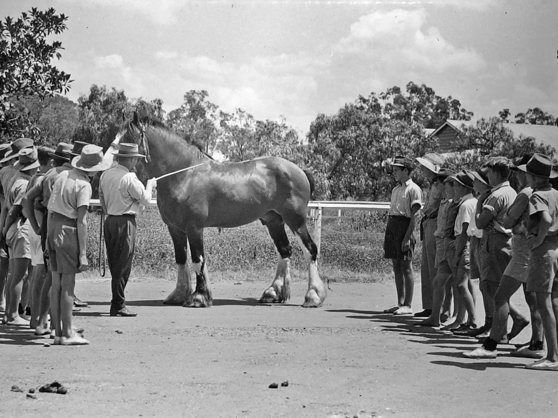 Australian Draught Horse