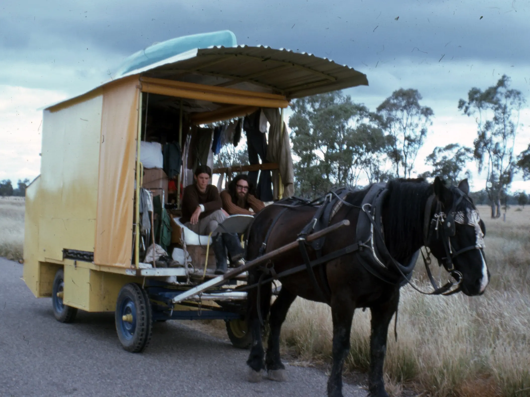 Australian Draught Horse