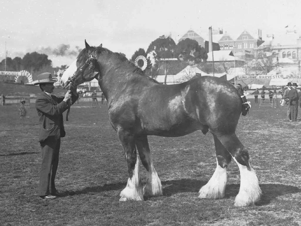 Australian Draught Horse