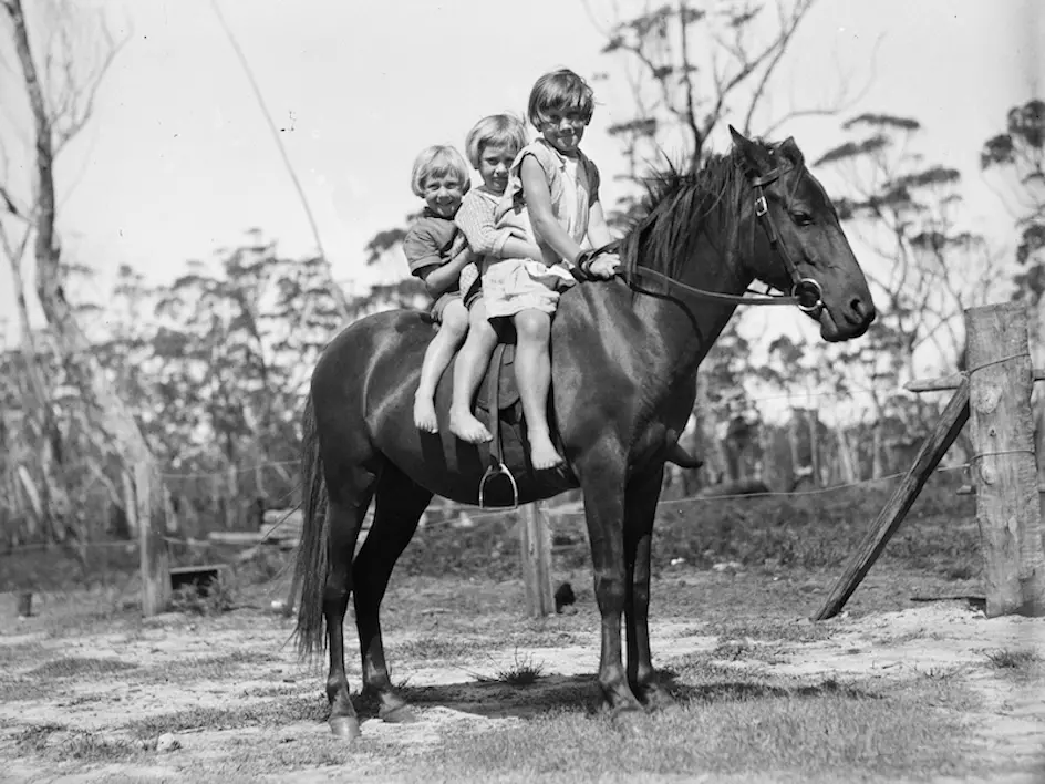 Australian Pony