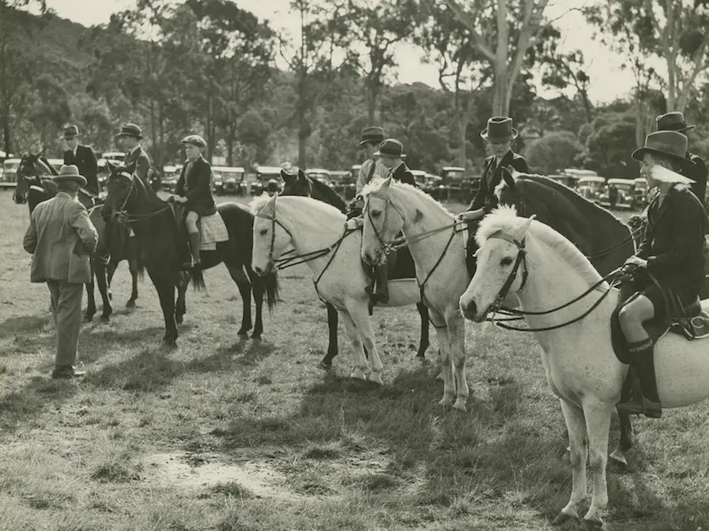 Australian Riding Pony