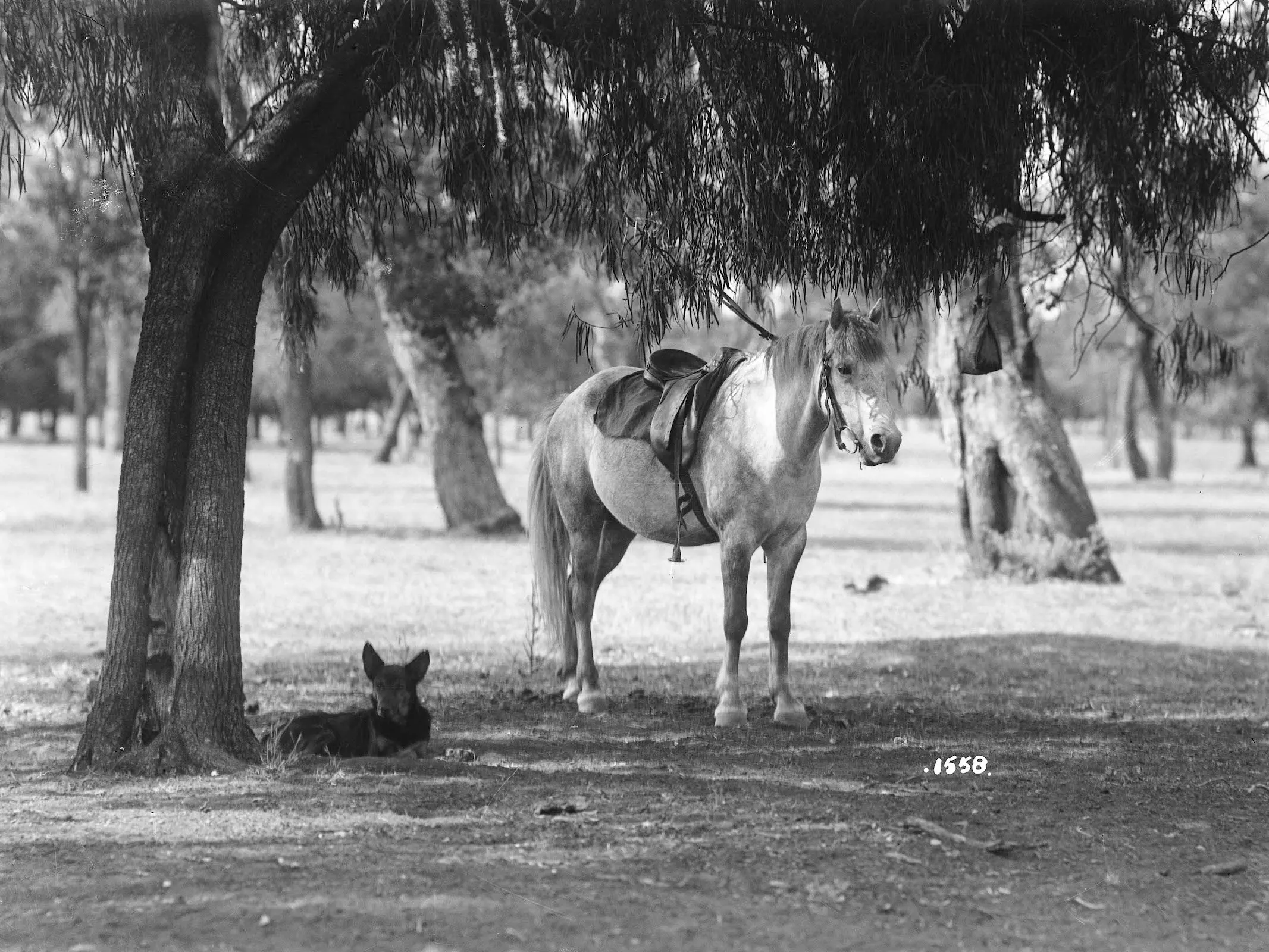 Australian Riding Pony