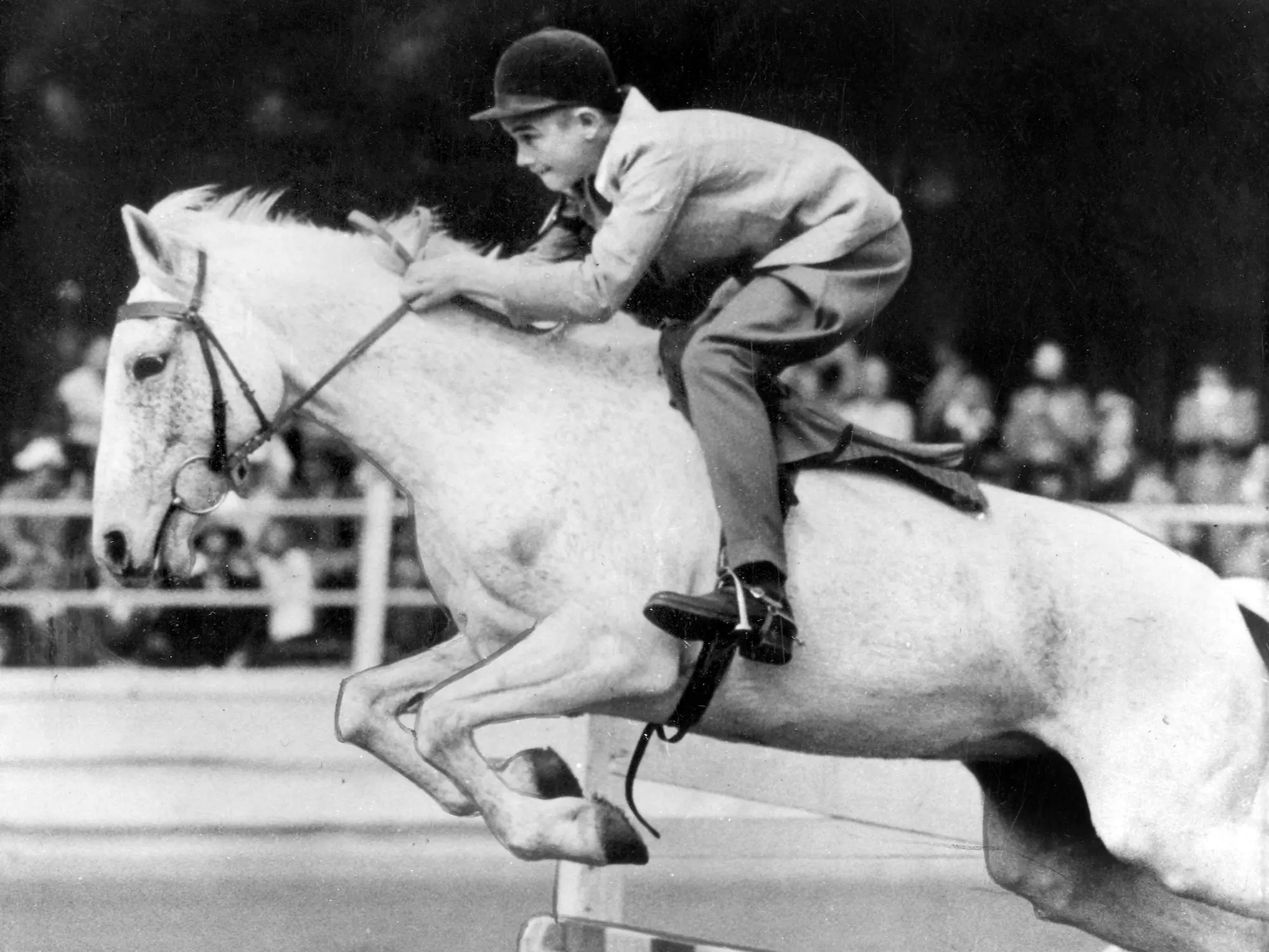 Australian Riding Pony