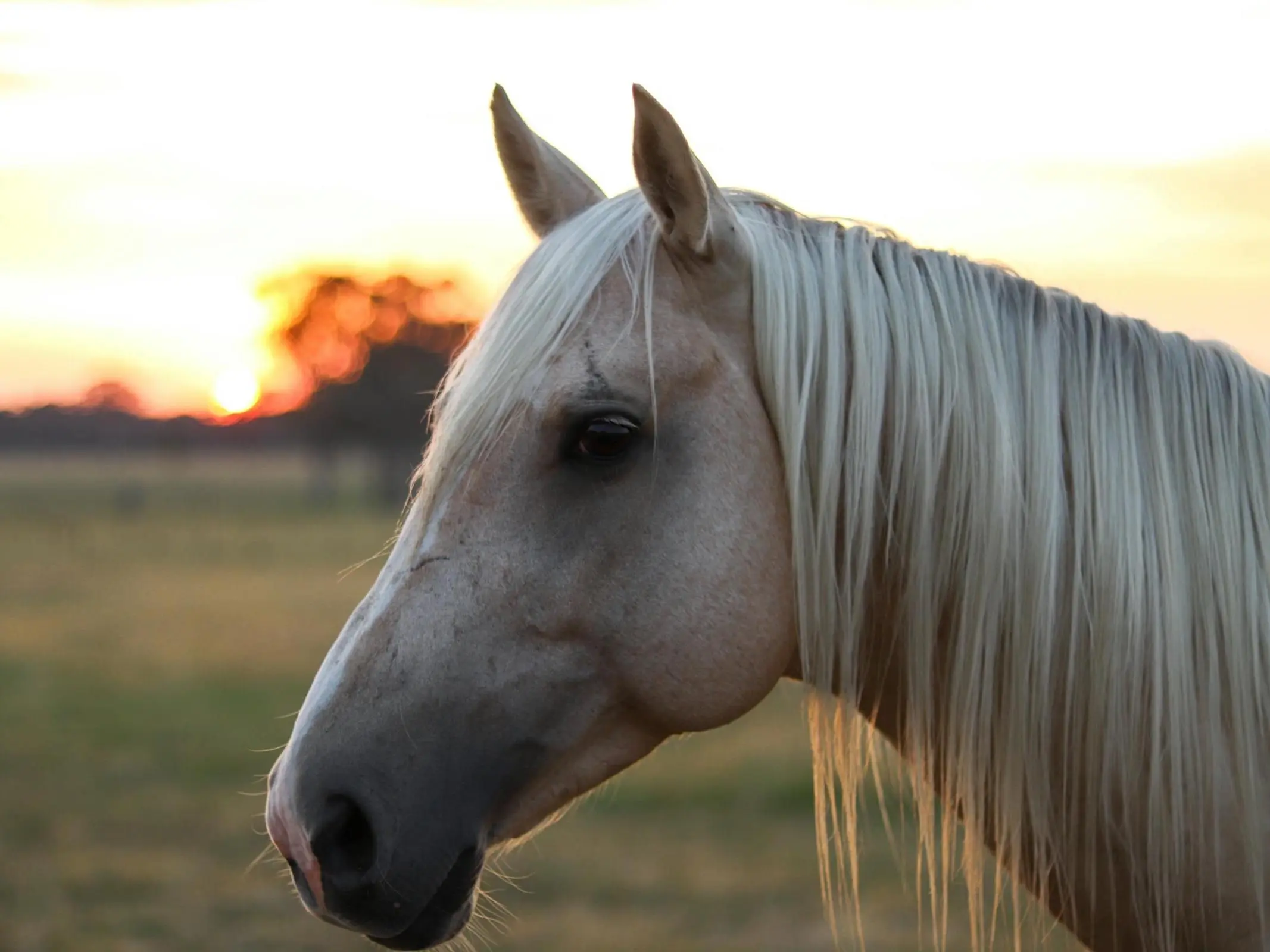 Australian Riding Pony