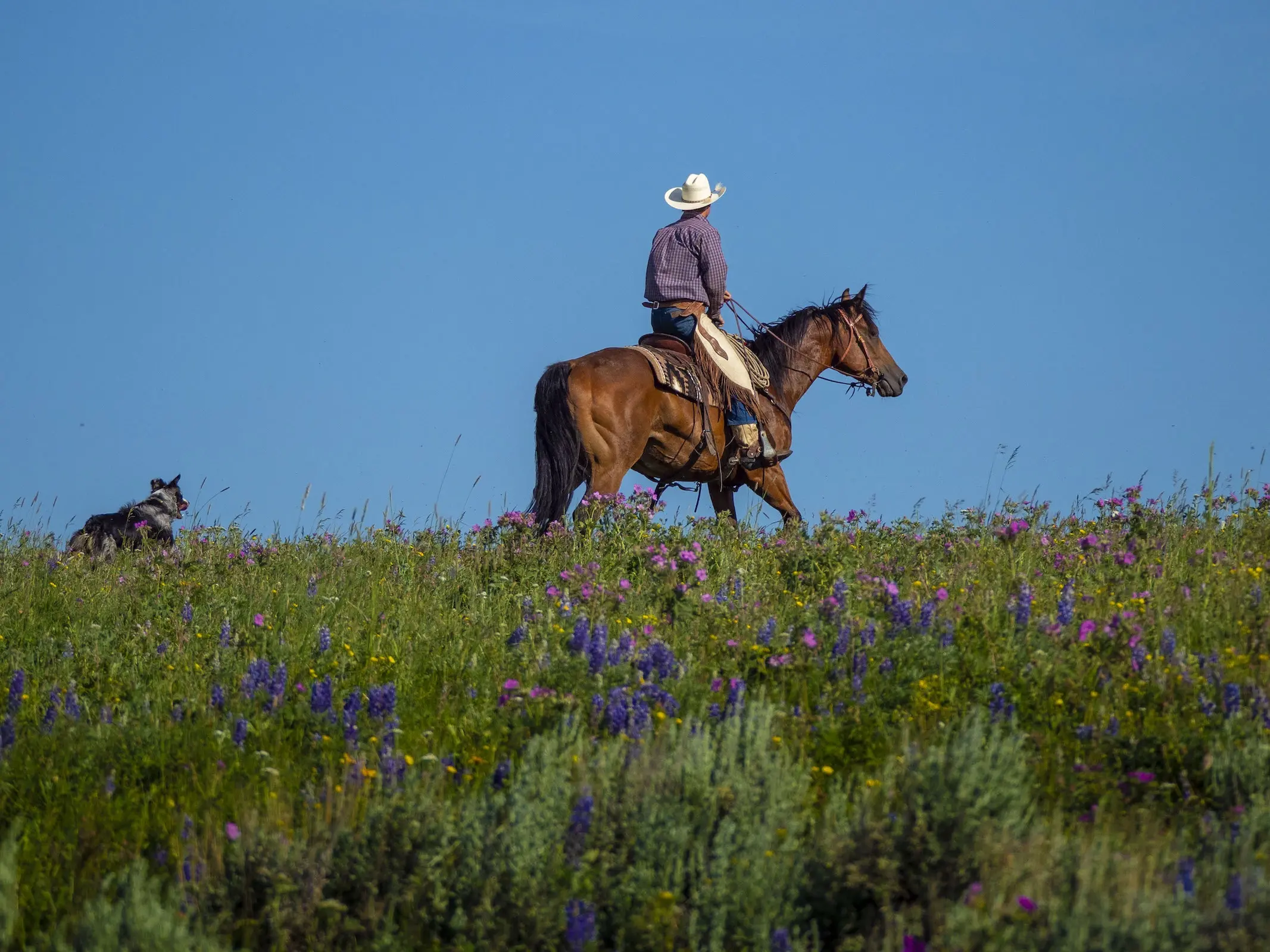 Australian Stock Horse