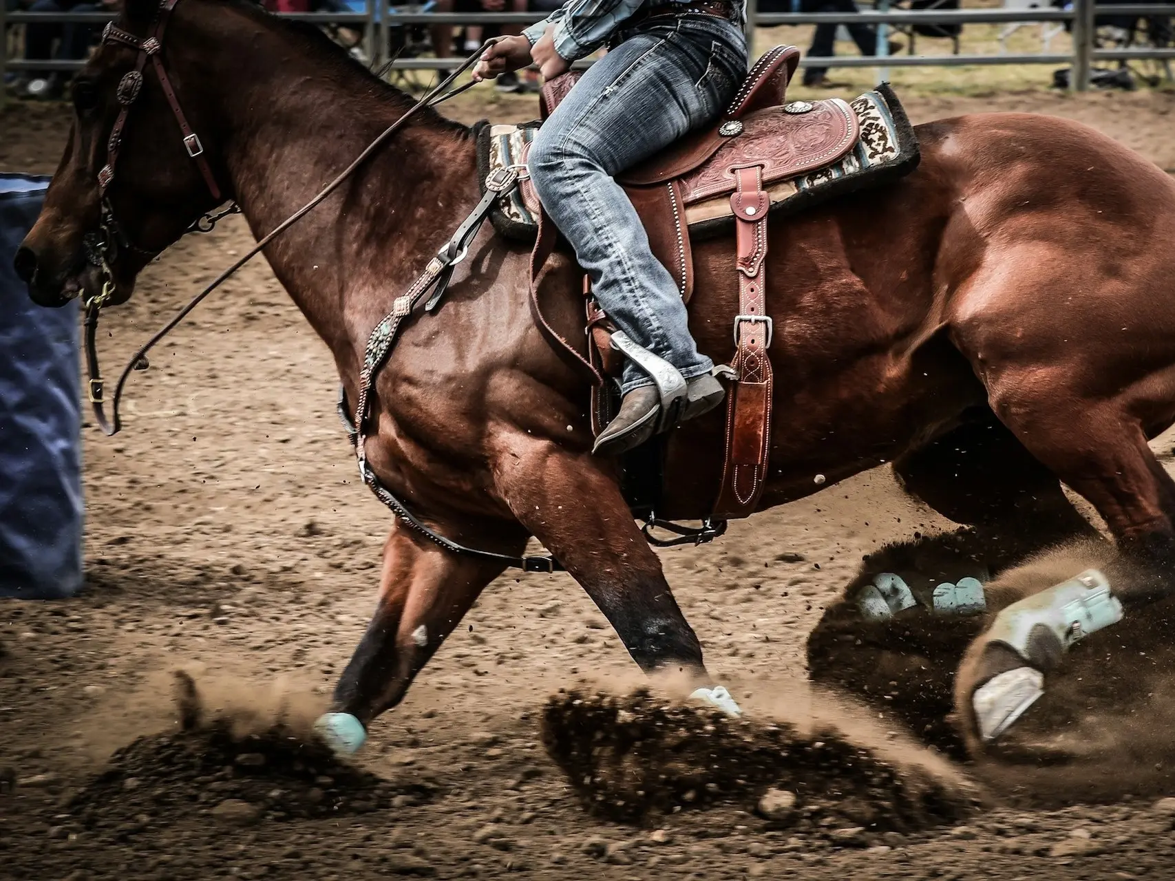 Australian Stock horse