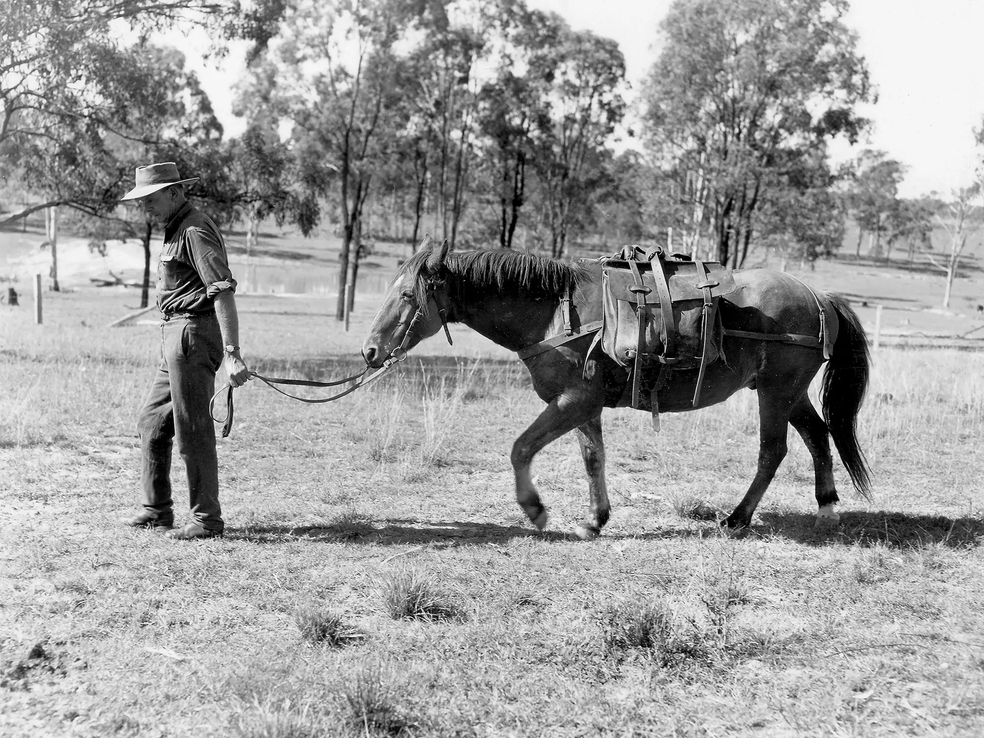 Australian Stock Horse